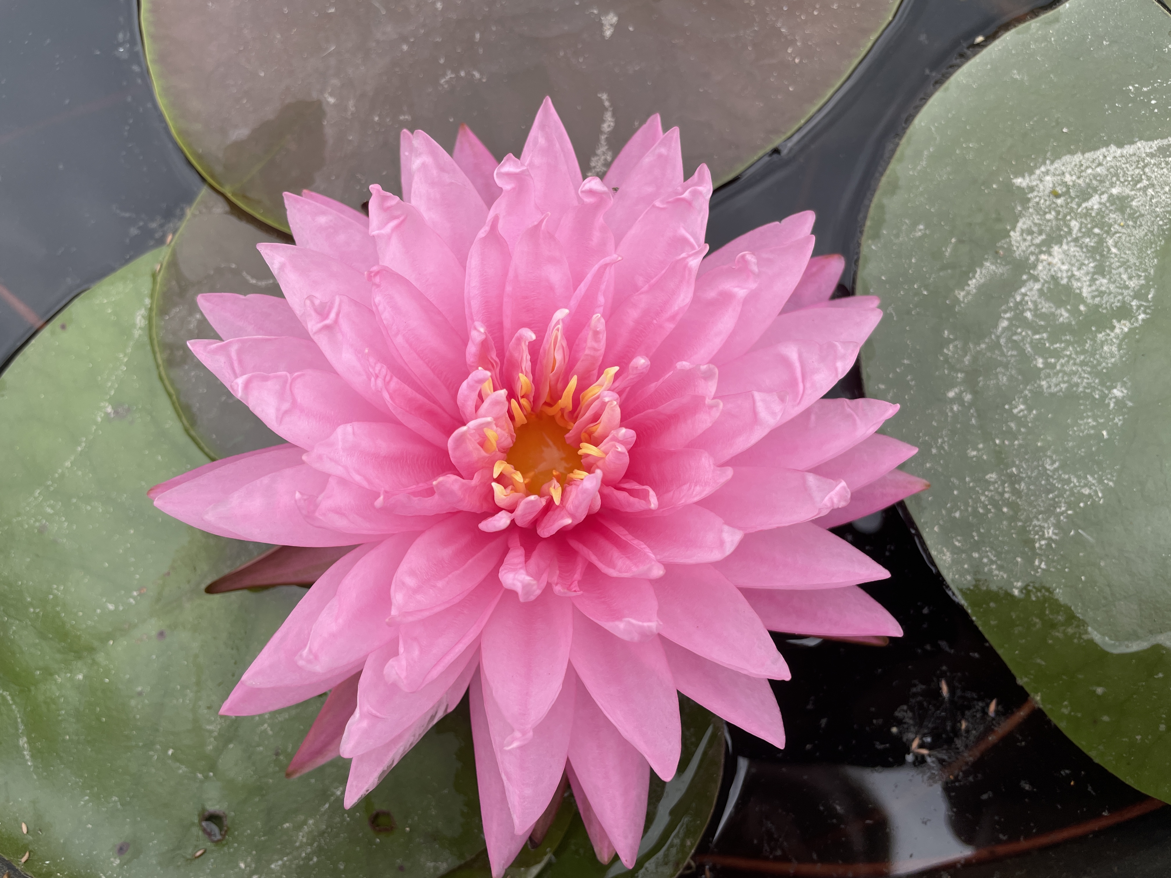 Nymphaea Brigitte Scheffler