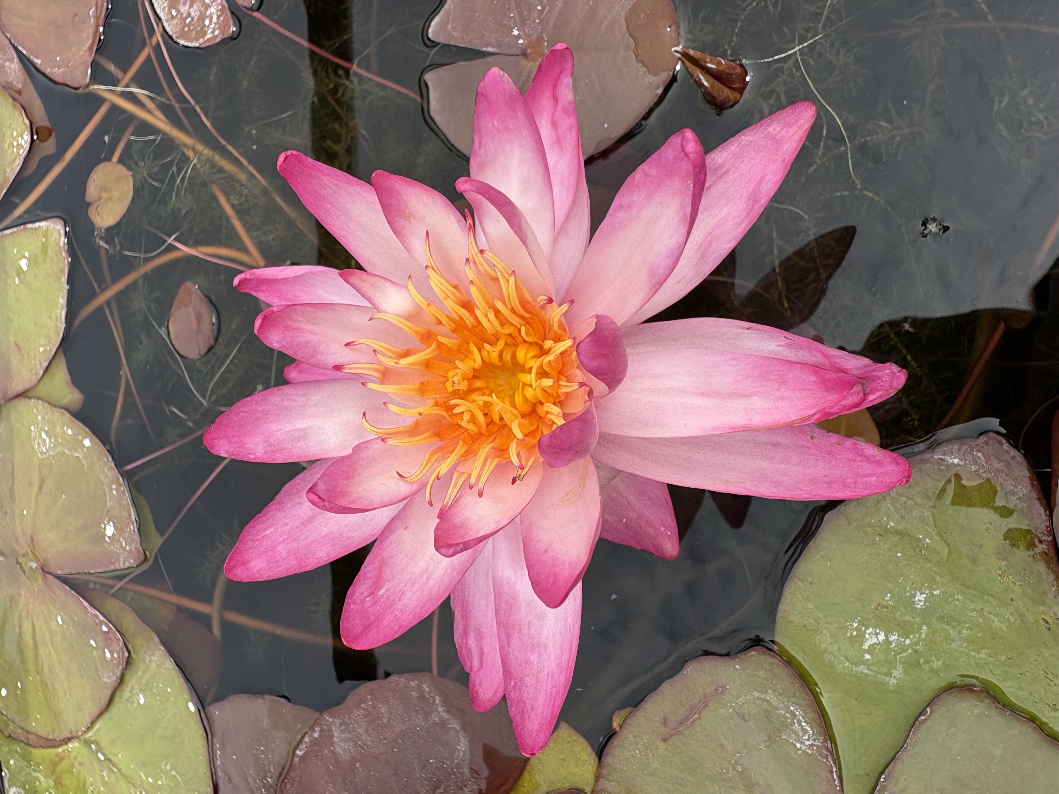 Nymphaea Thai Delight