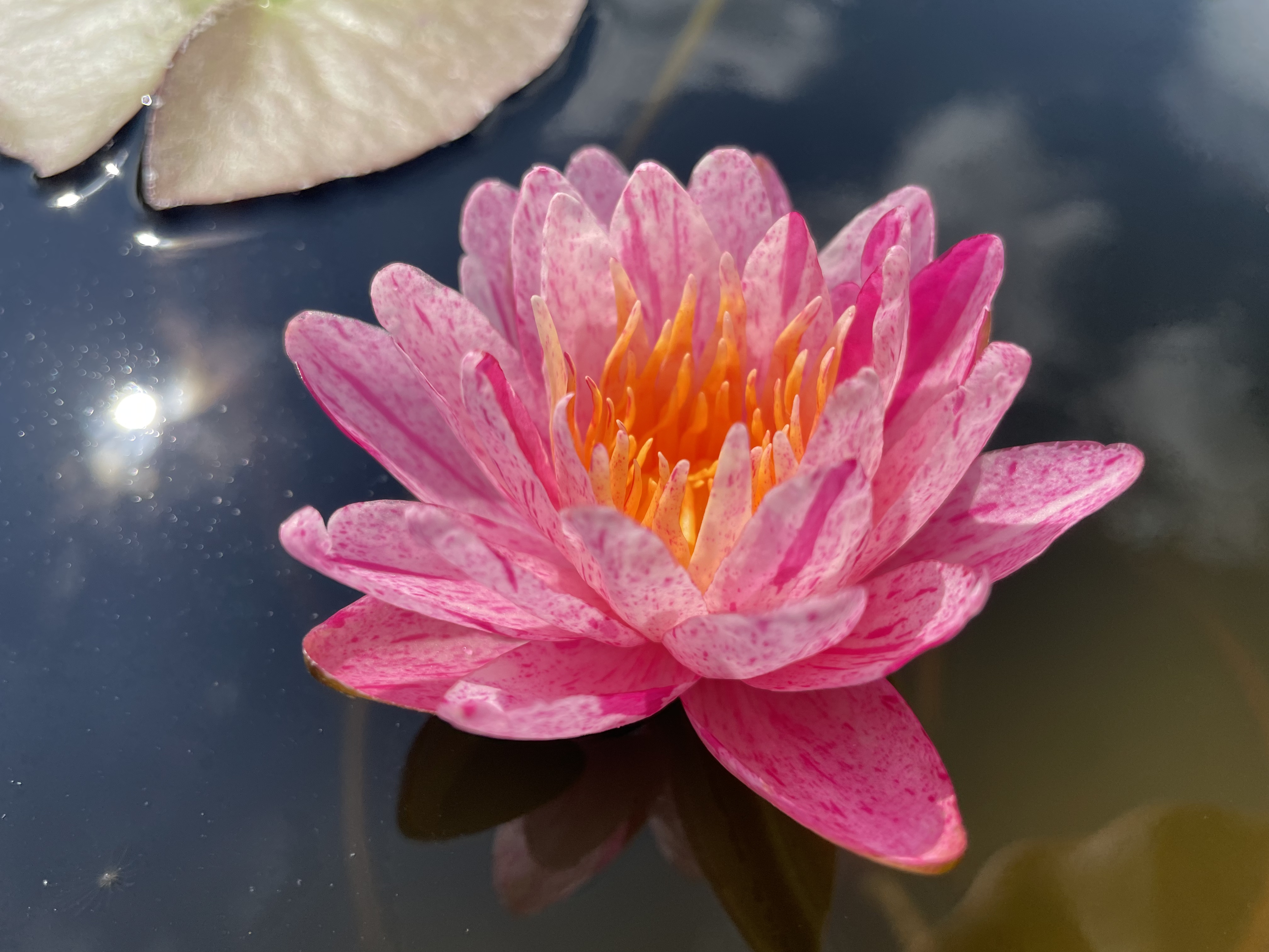Nymphaea Pink Spot