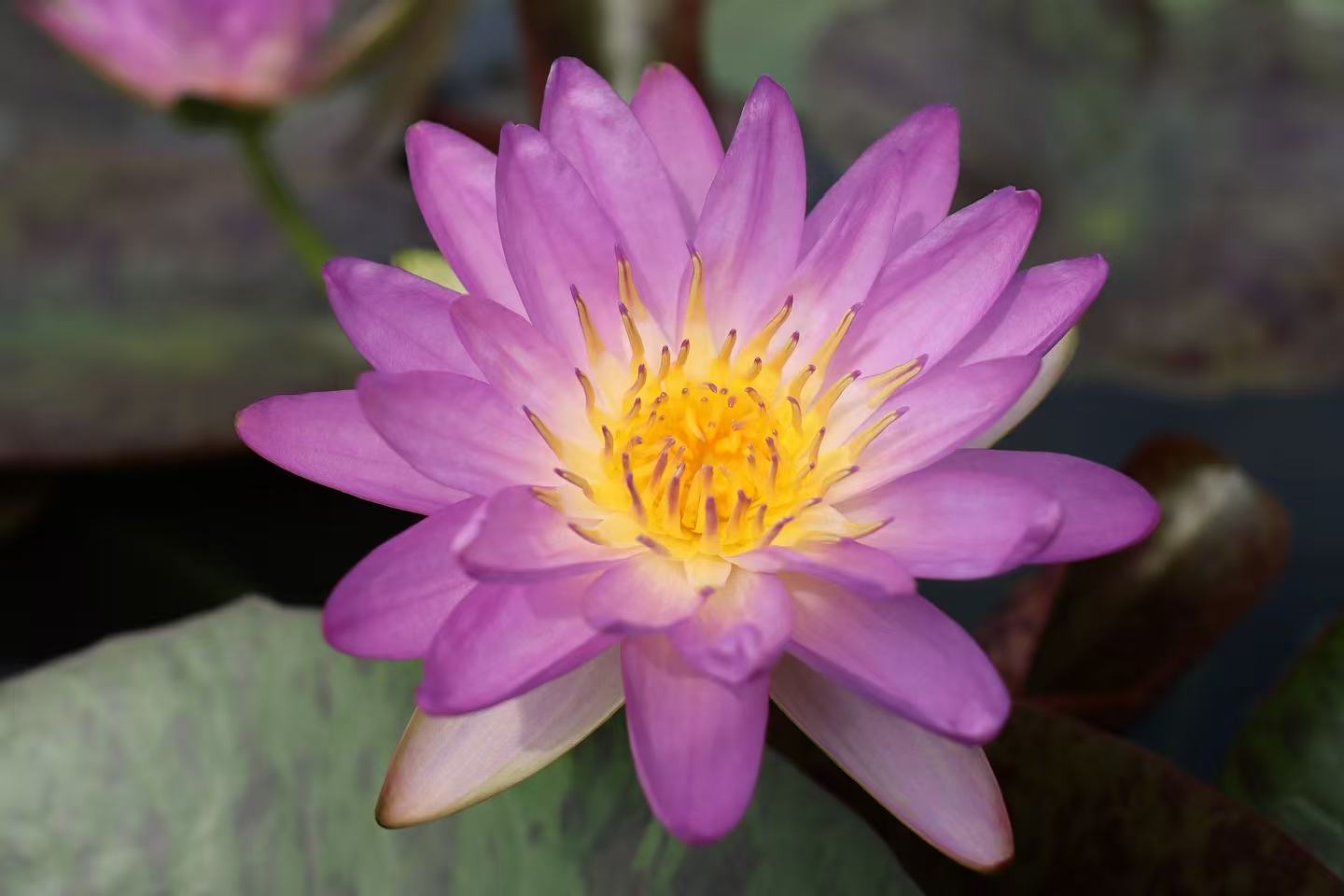 Nymphaea Siam Purple 2