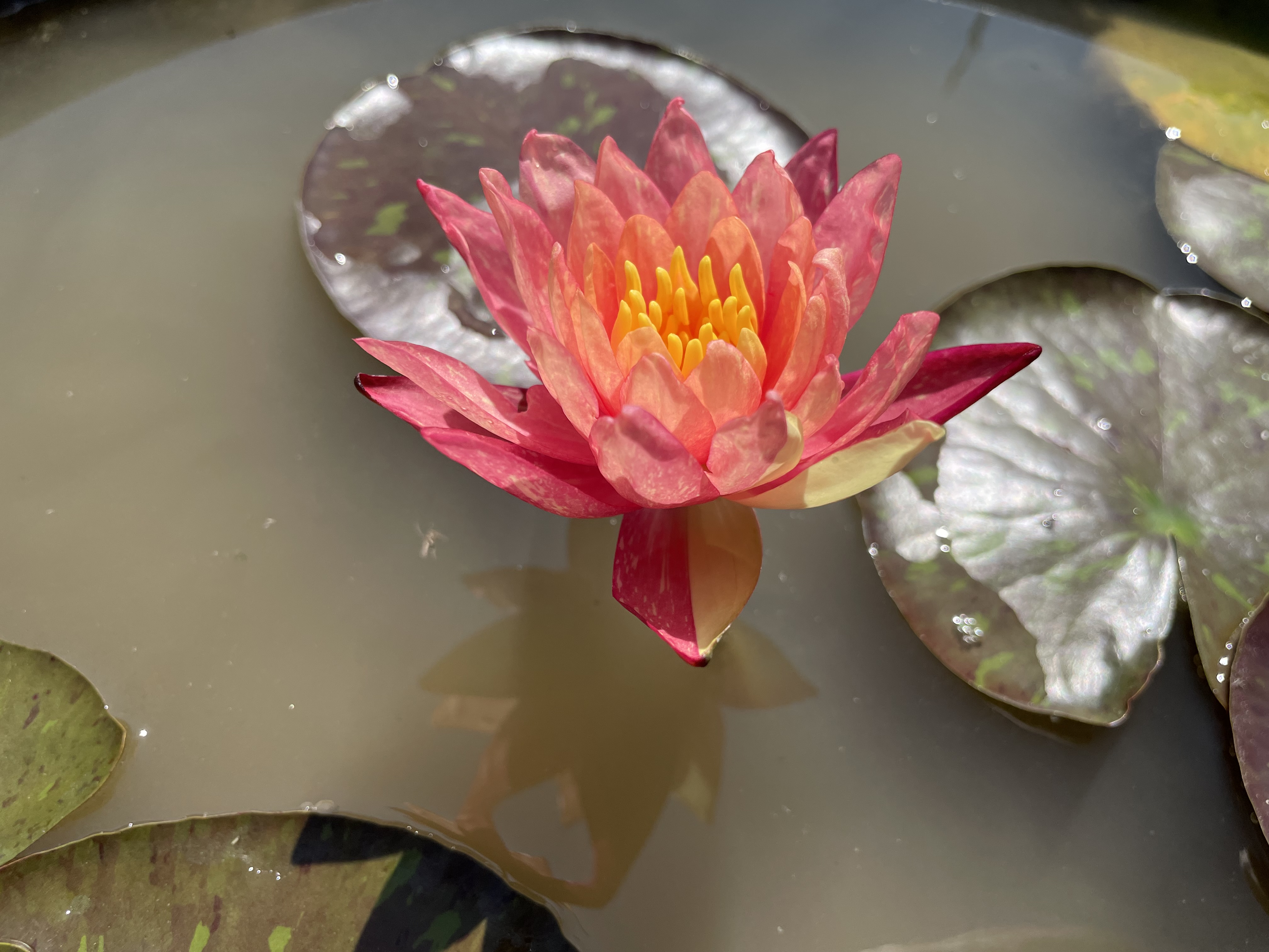 Nymphaea Wanvisa
