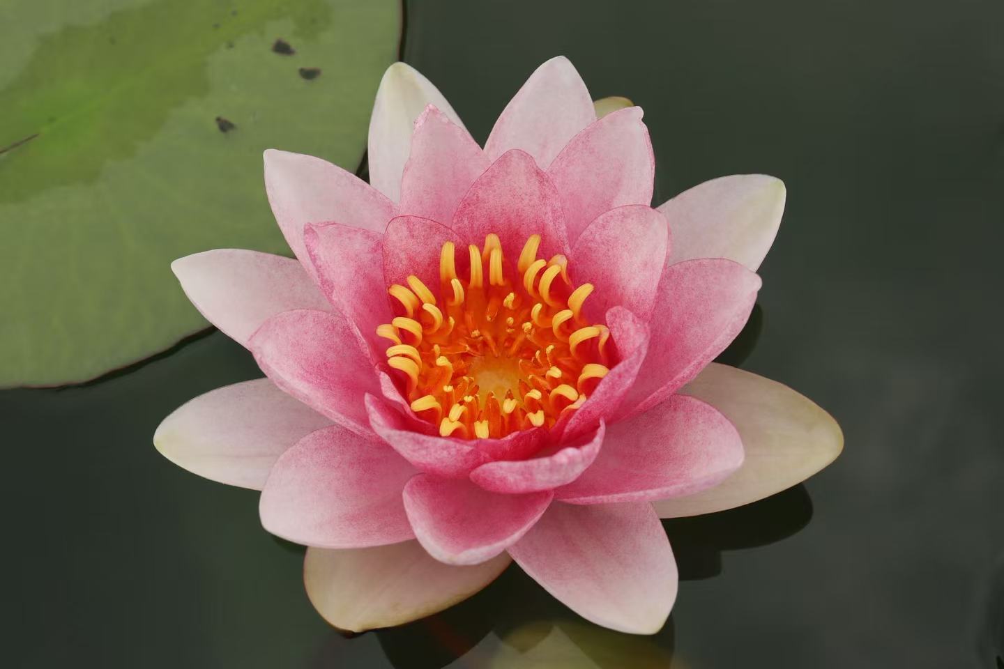 Nymphaea Fabiola