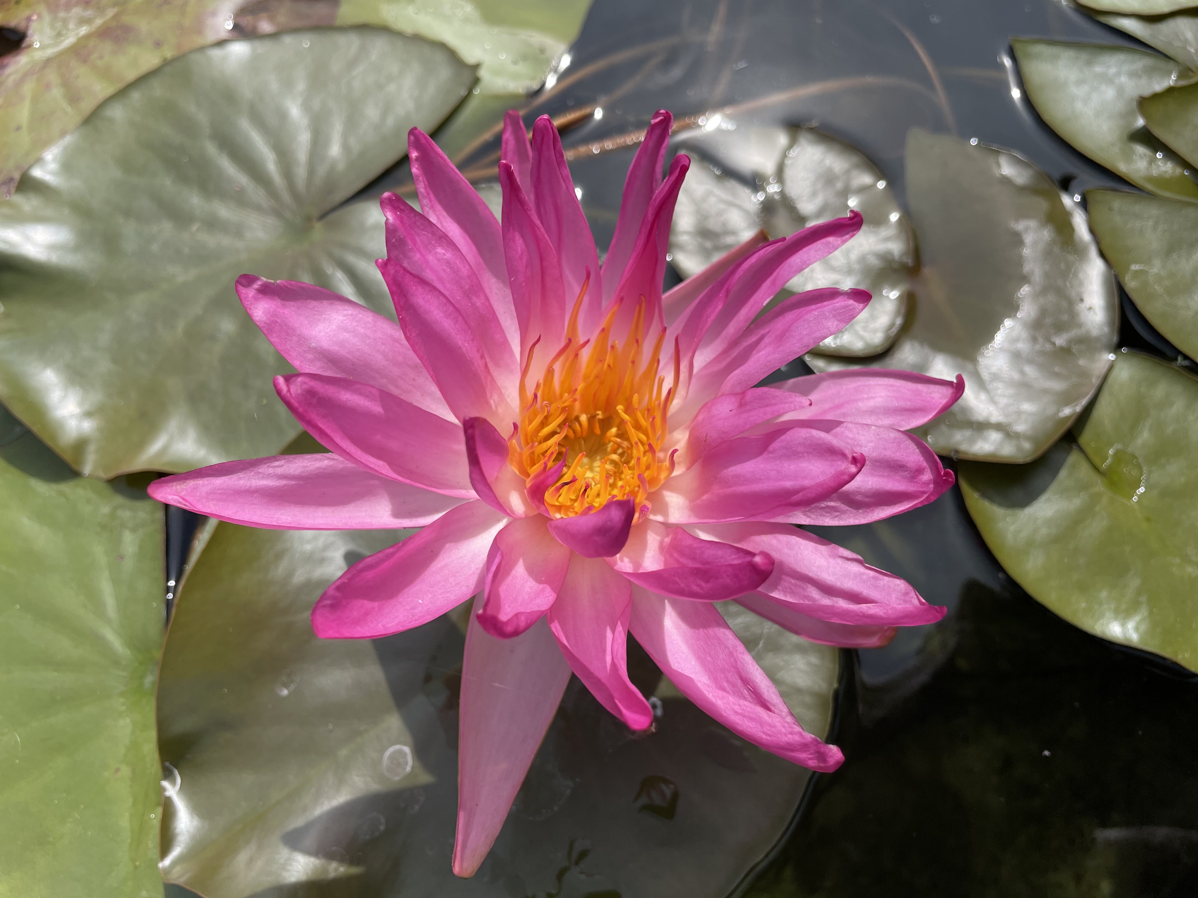 Nymphaea Tropic Star