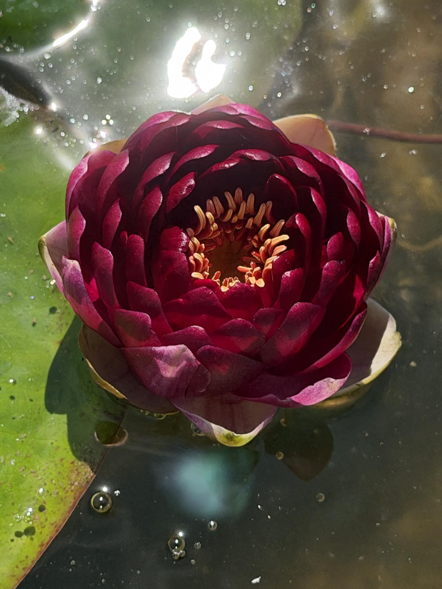 Nymphaea Randy Ball