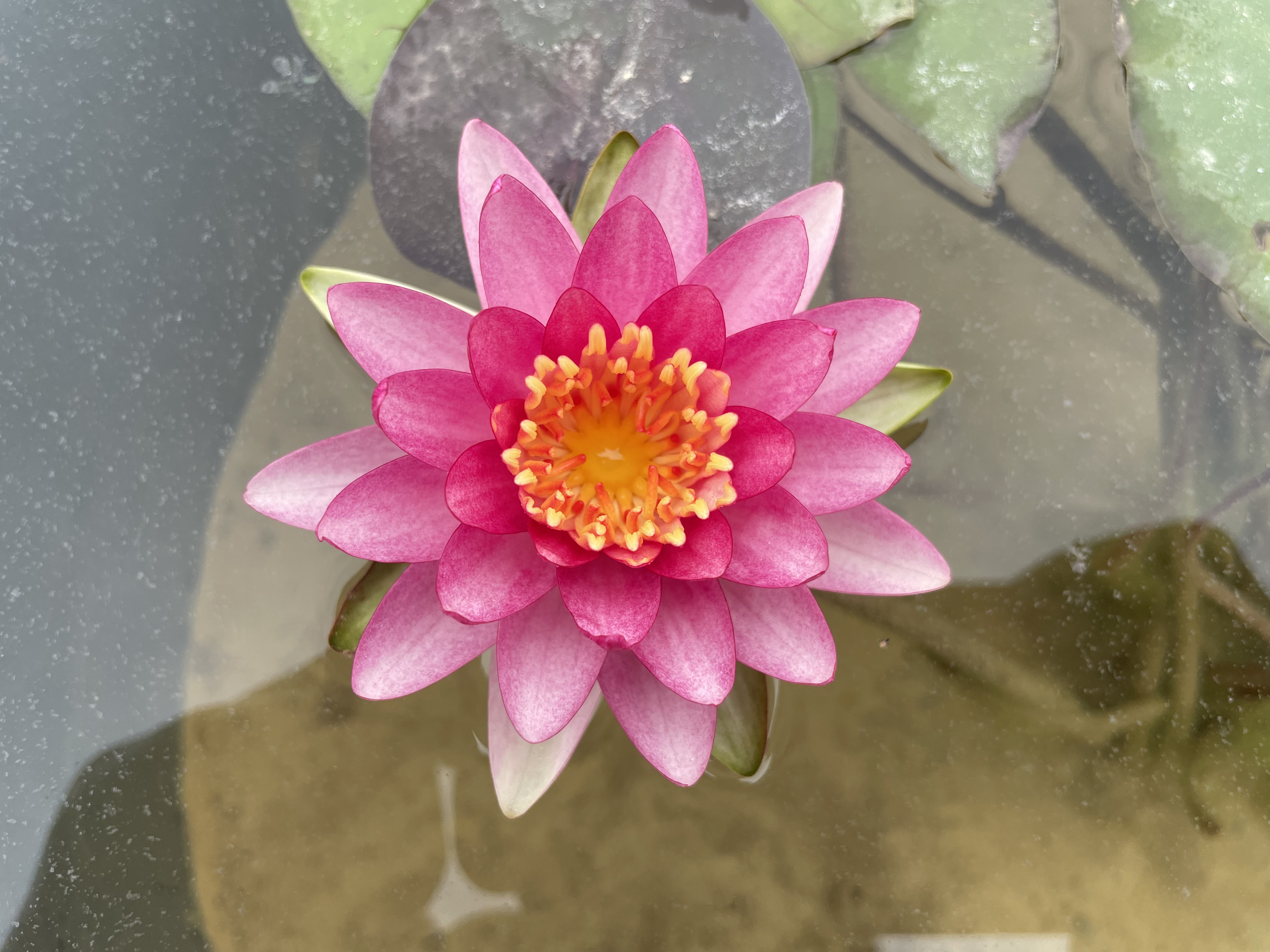 Nymphaea Gabriel's Lellebel