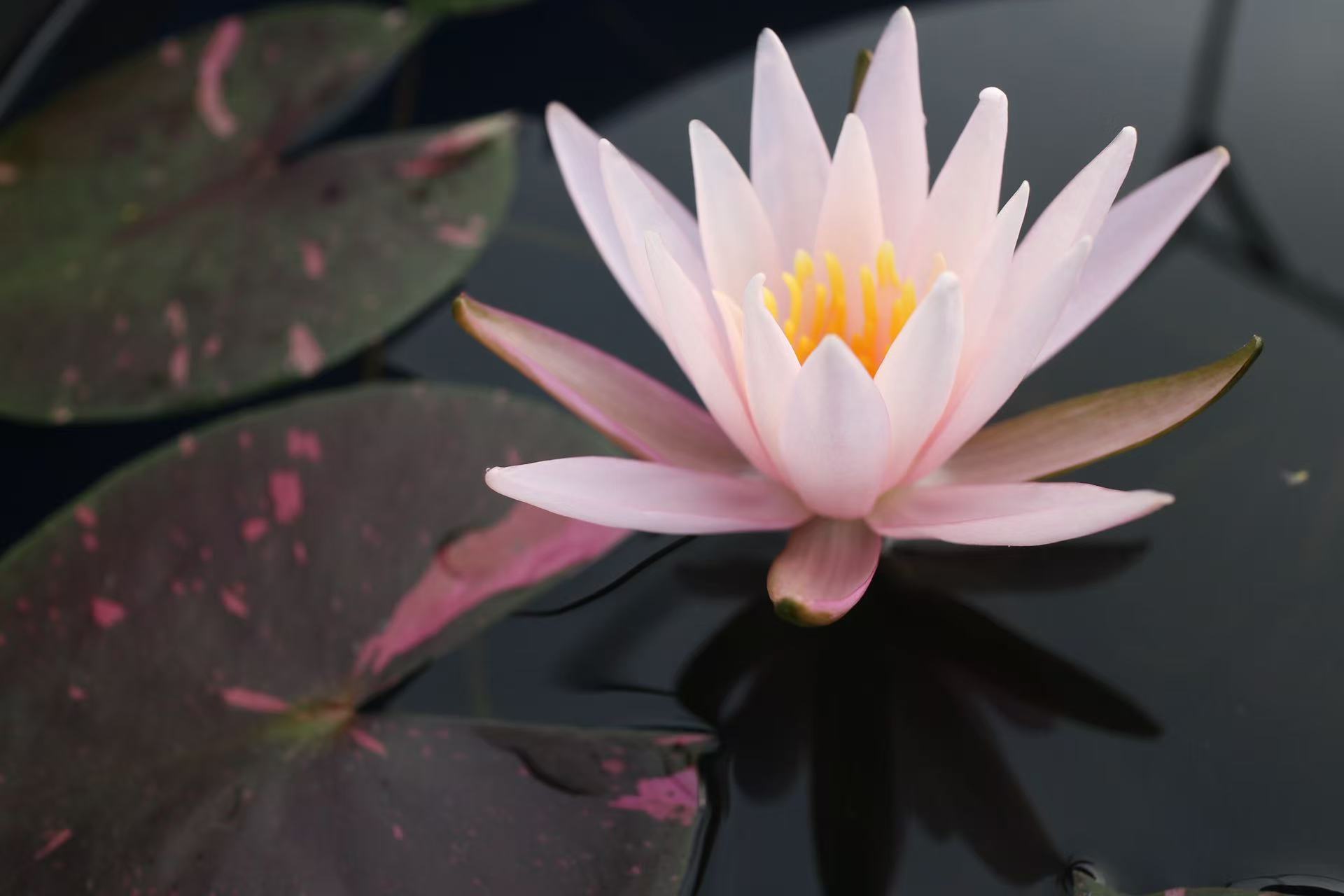 Nymphaea Arc en Ciel