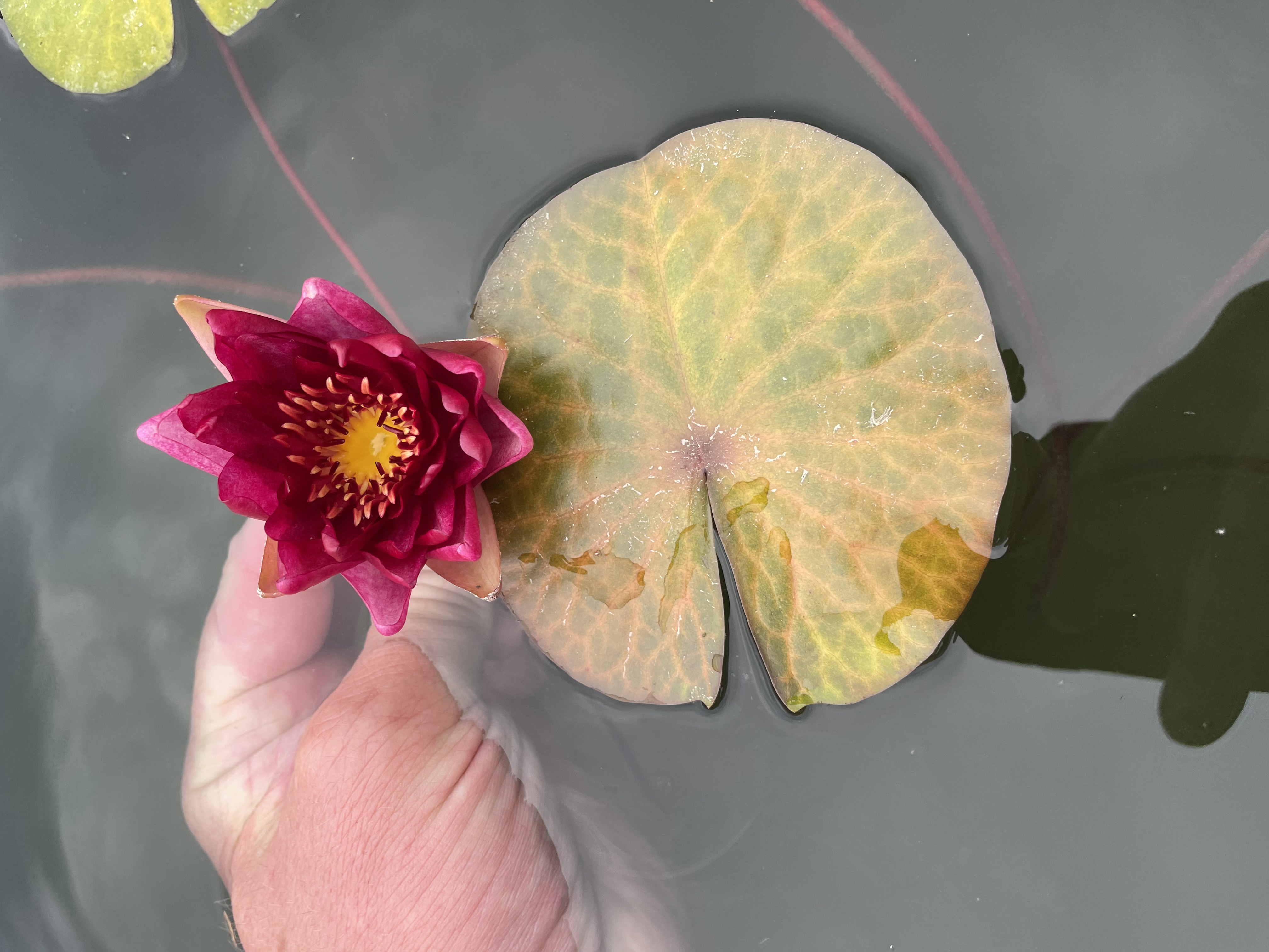 Nymphaea Red Watermelon