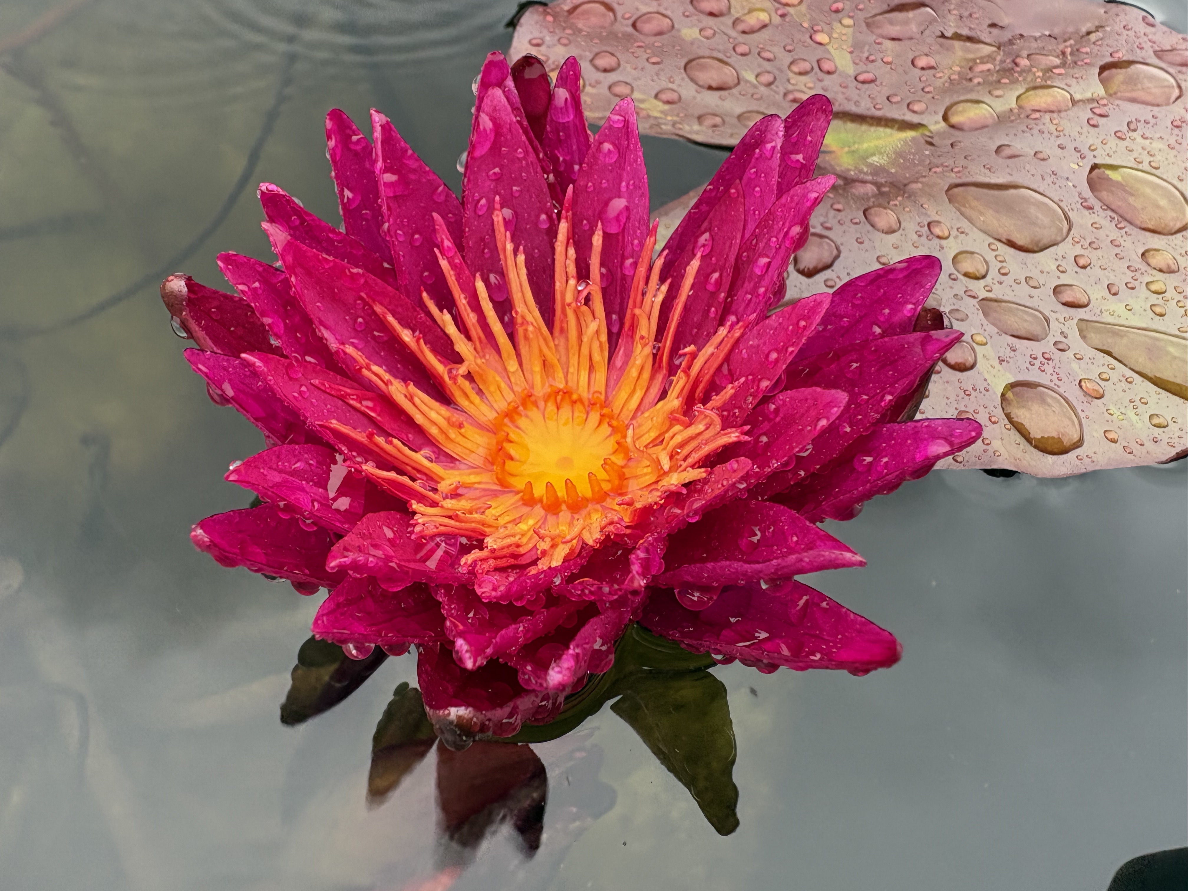 Nymphaea Purple Fantasy