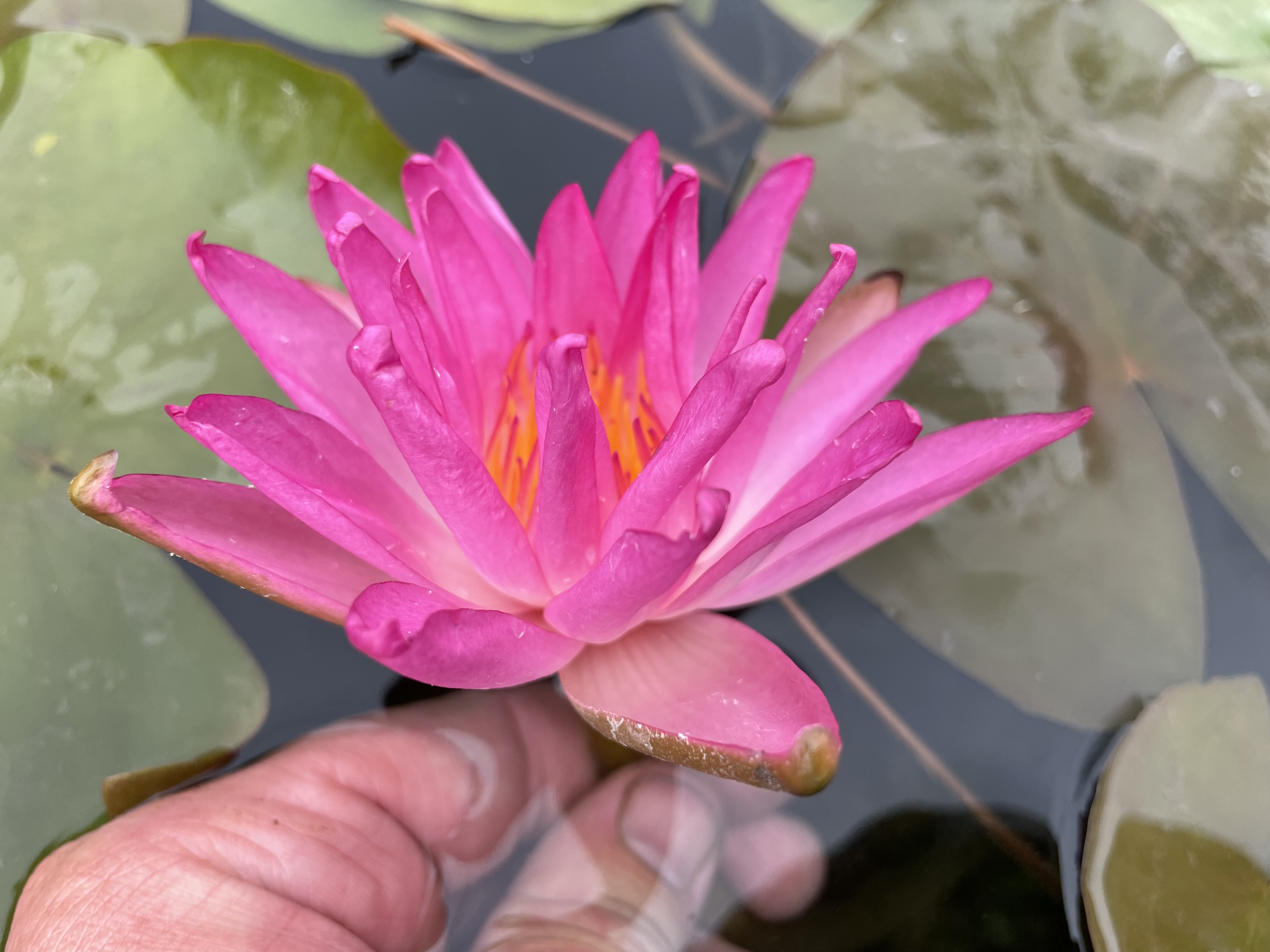 Nymphaea Tropic Star