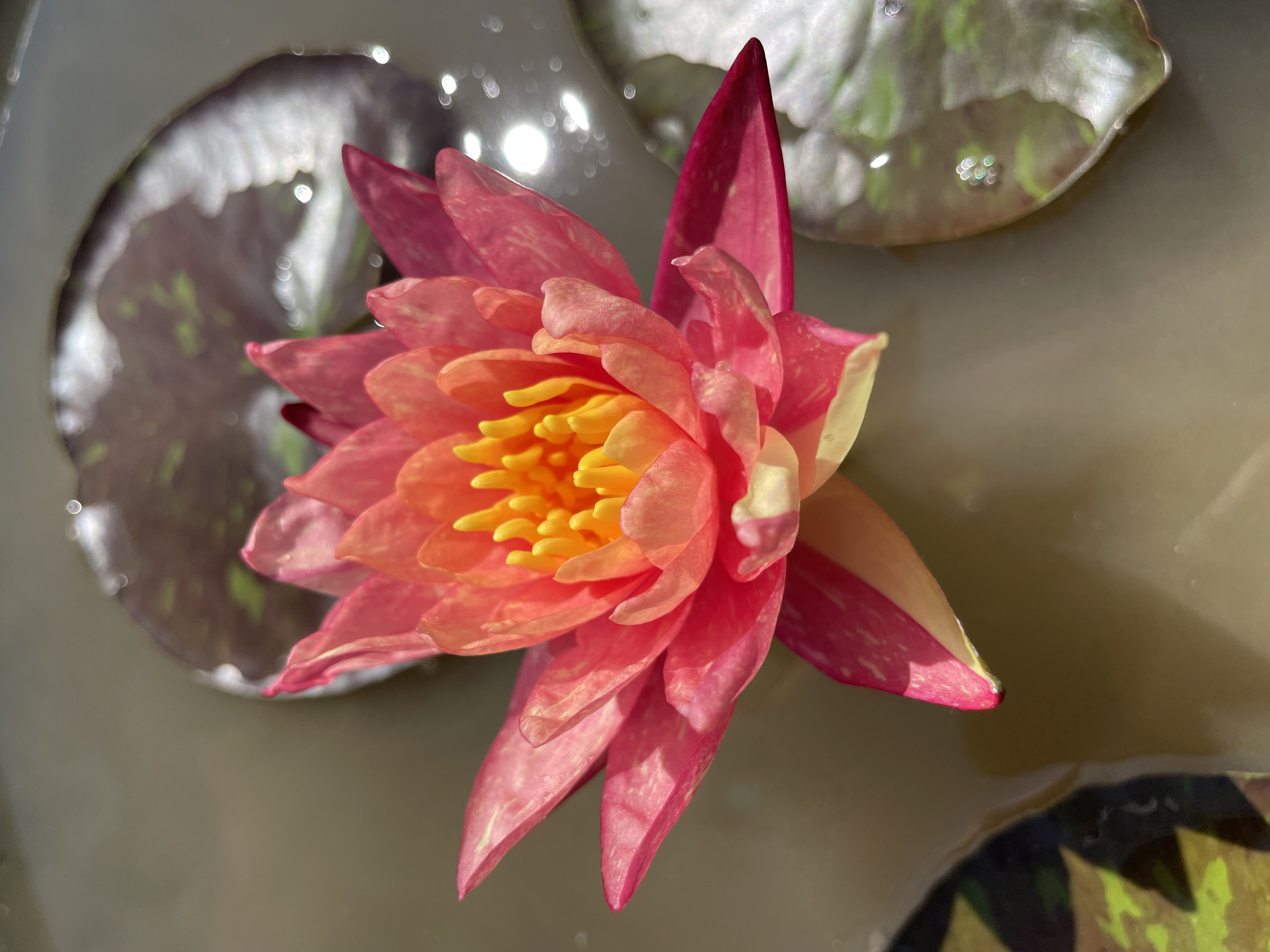Nymphaea Wanvisa
