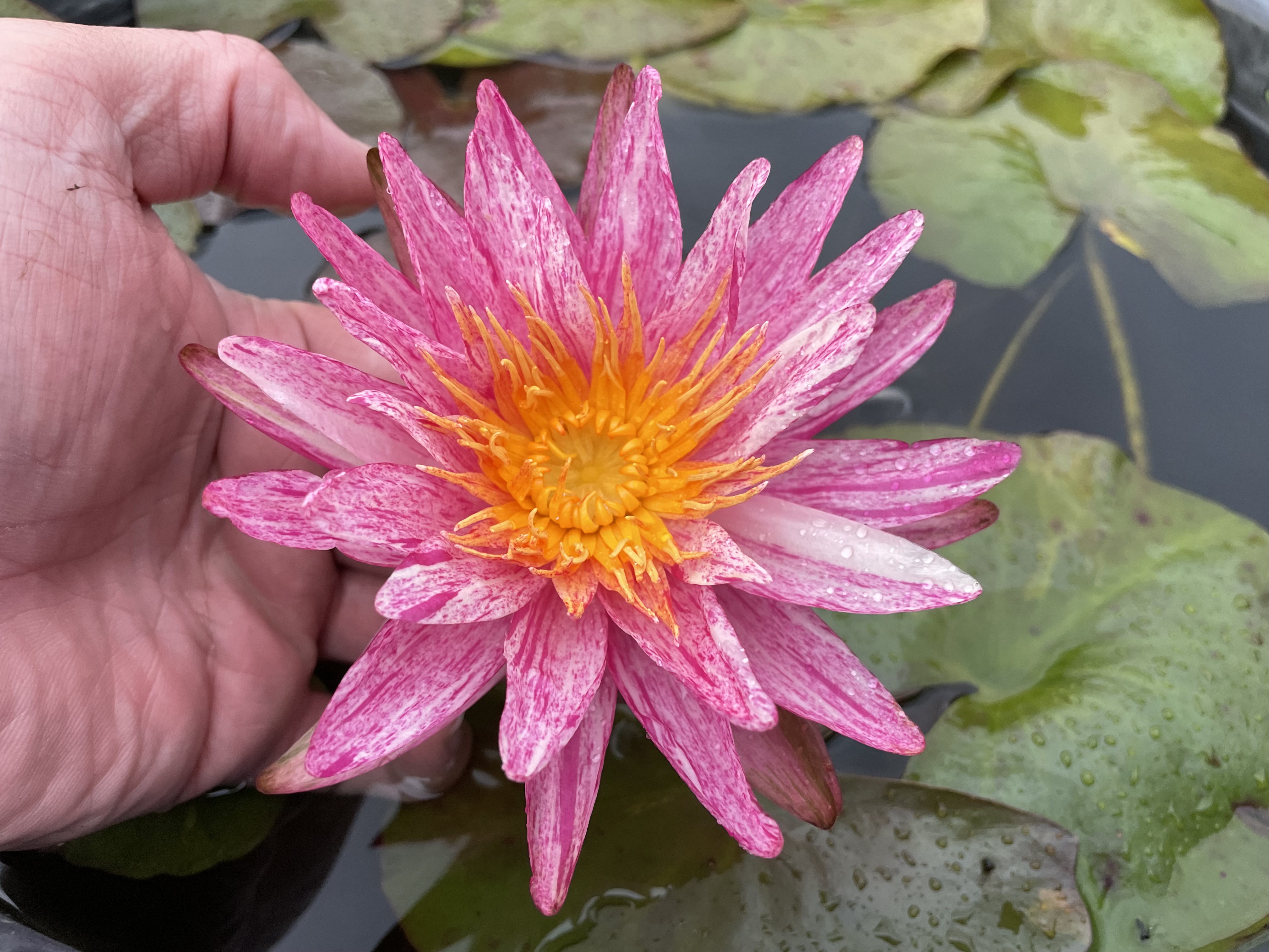 Nymphaea Sizzler