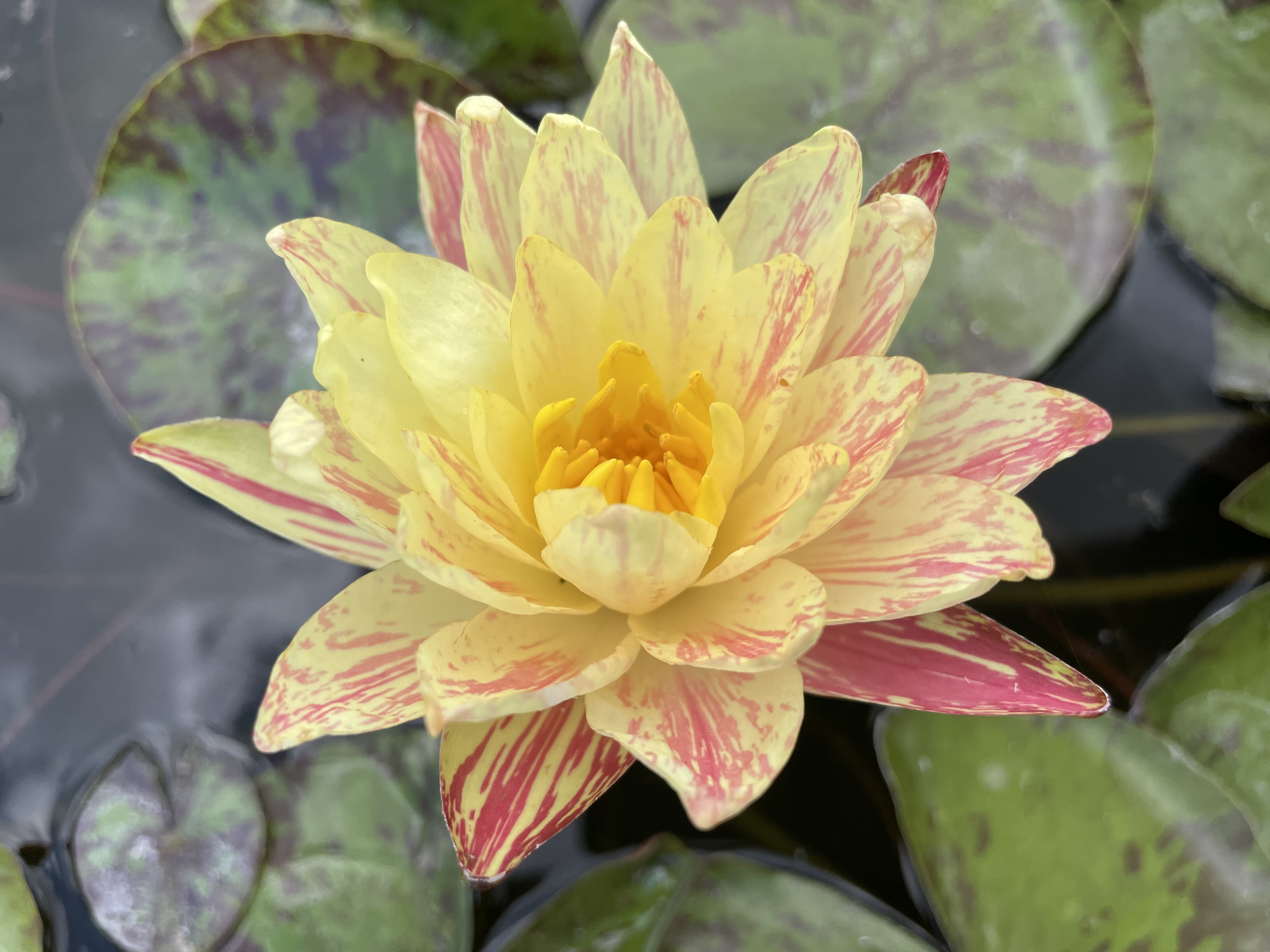 Nymphaea Siam Fantasy