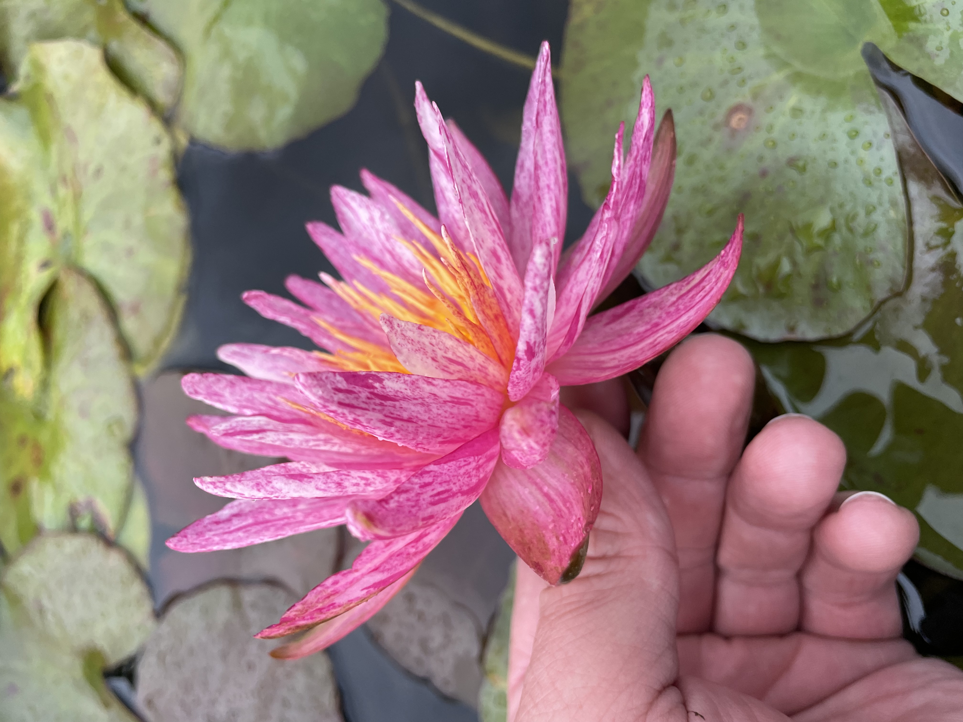 Nymphaea Sizzler