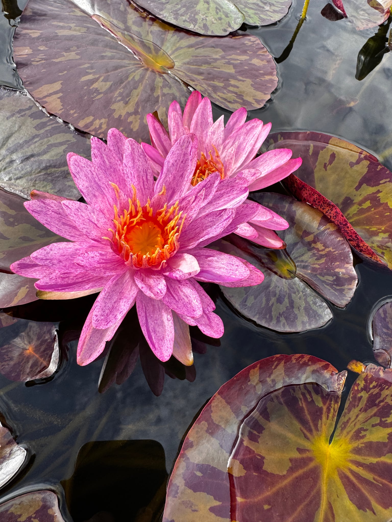 Nymphaea Purple Zebra