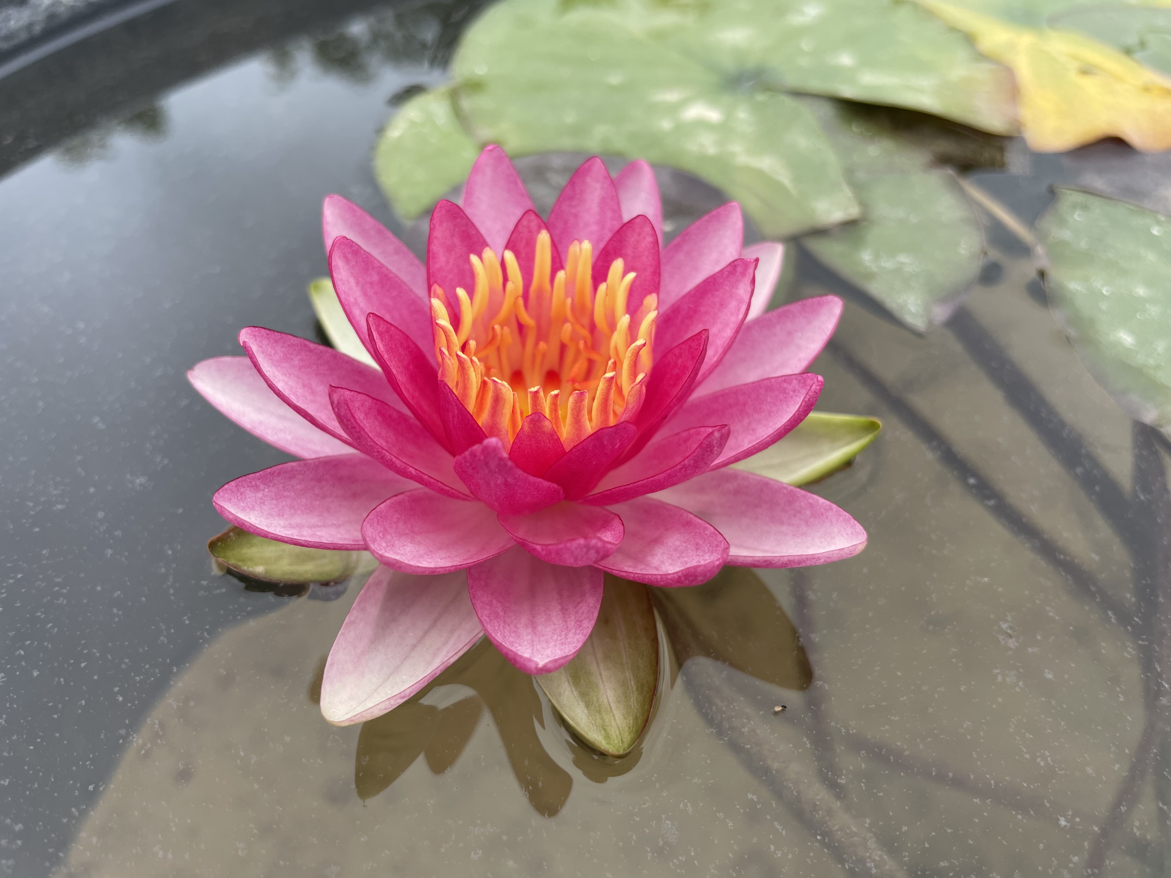 Nymphaea Gabriel's Lellebel