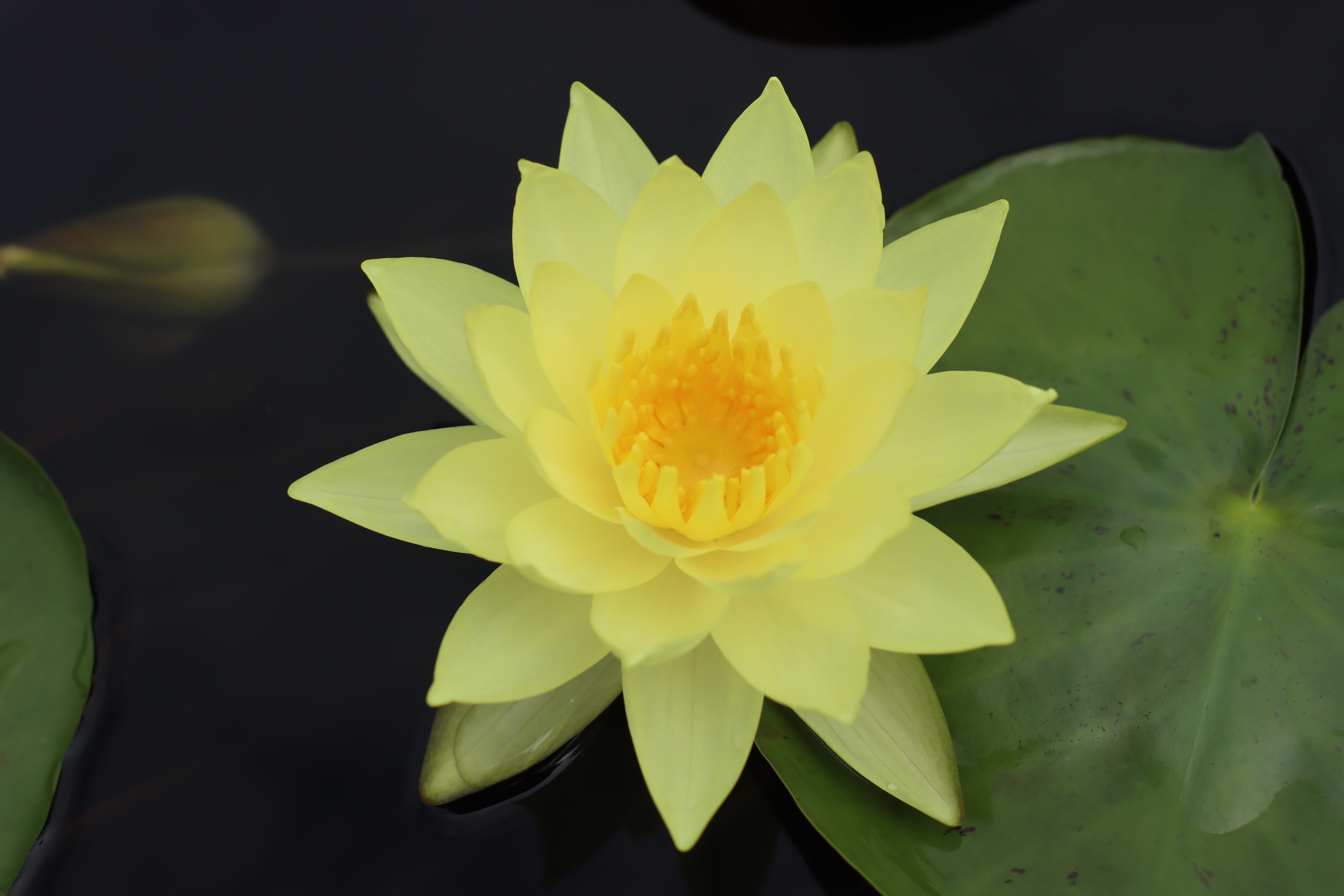 Nymphaea Joey Tomocik