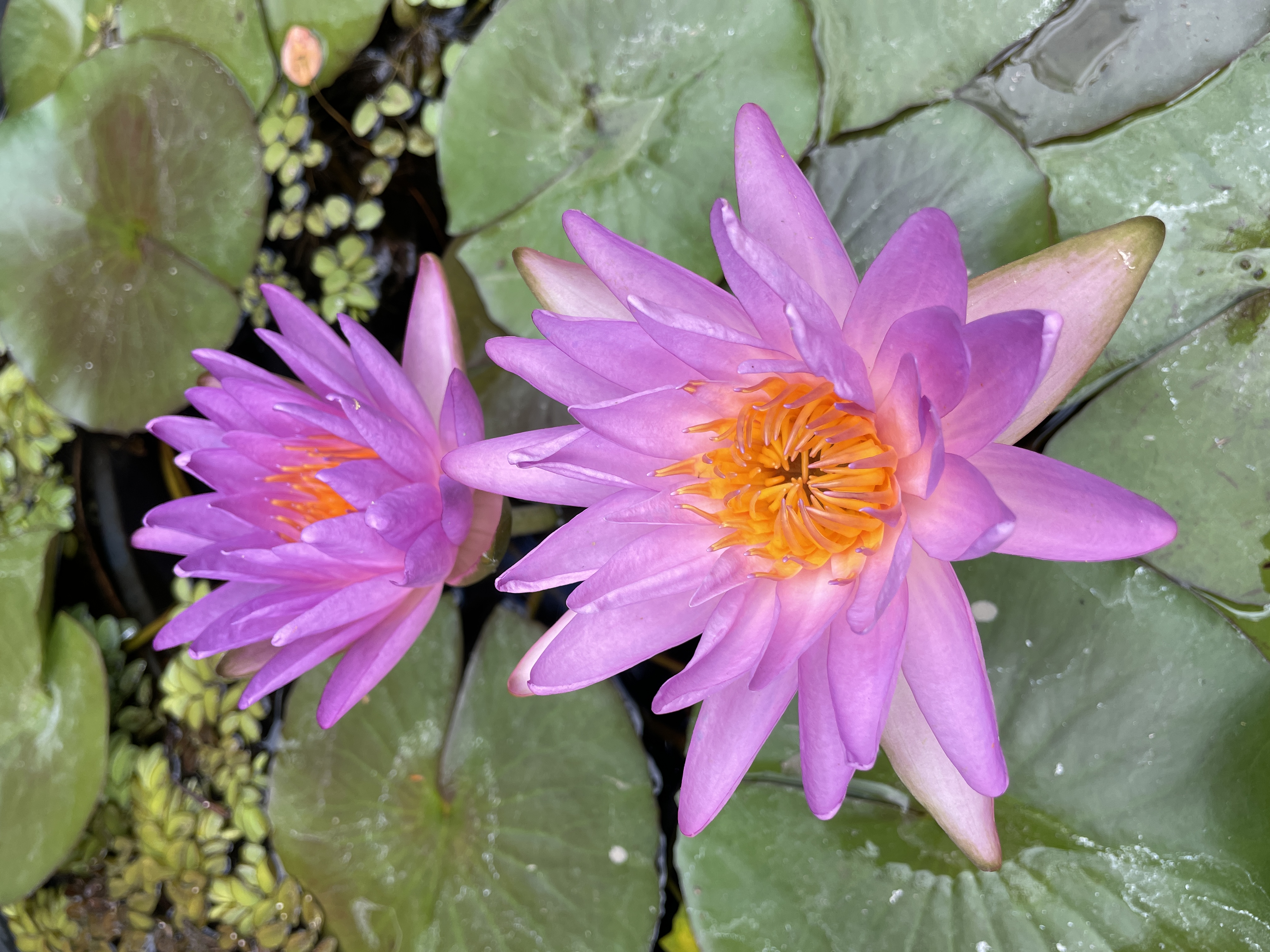 Nymphaea Purplelucent