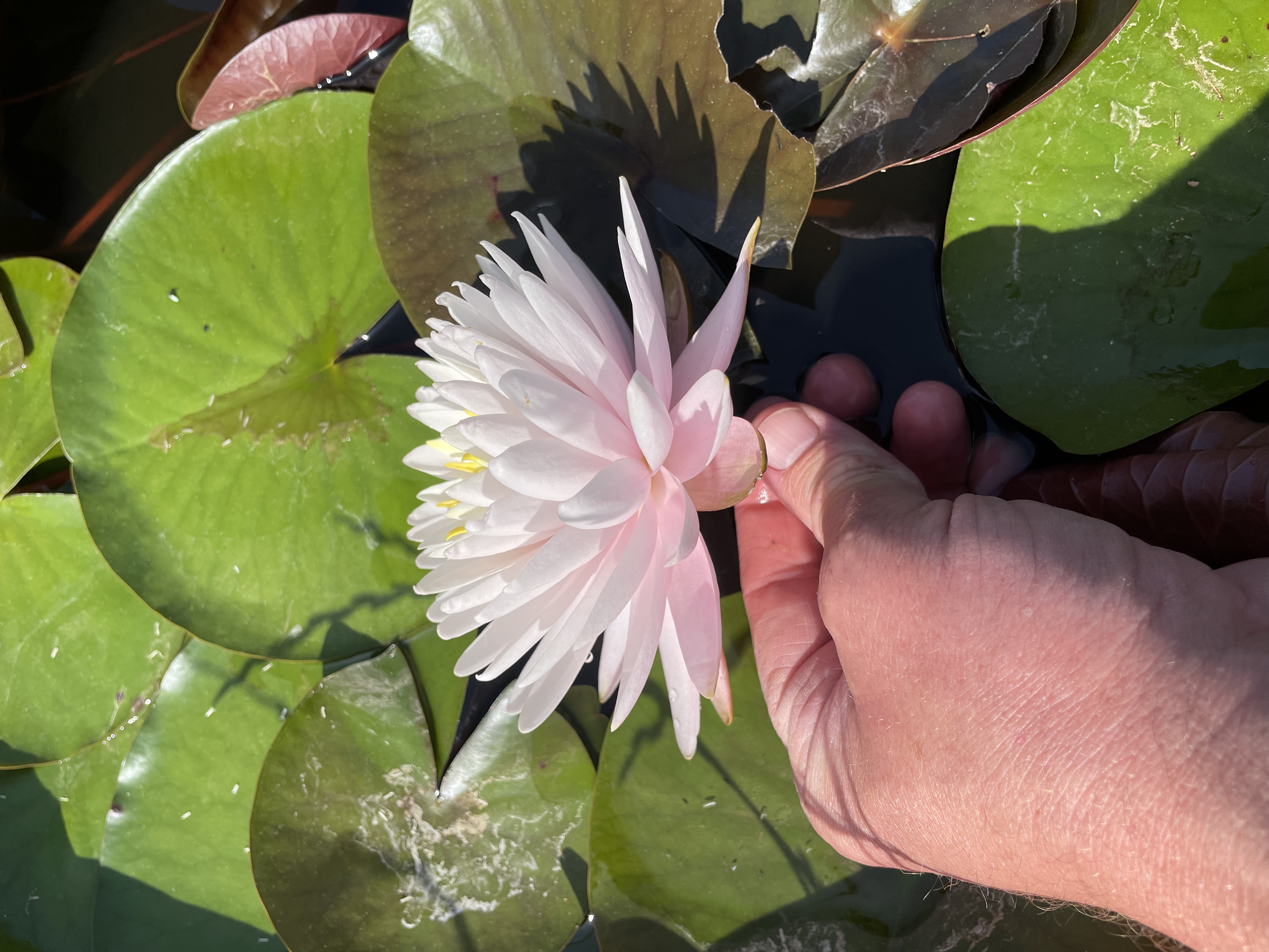 Nymphaea Gabriel's Easy Going