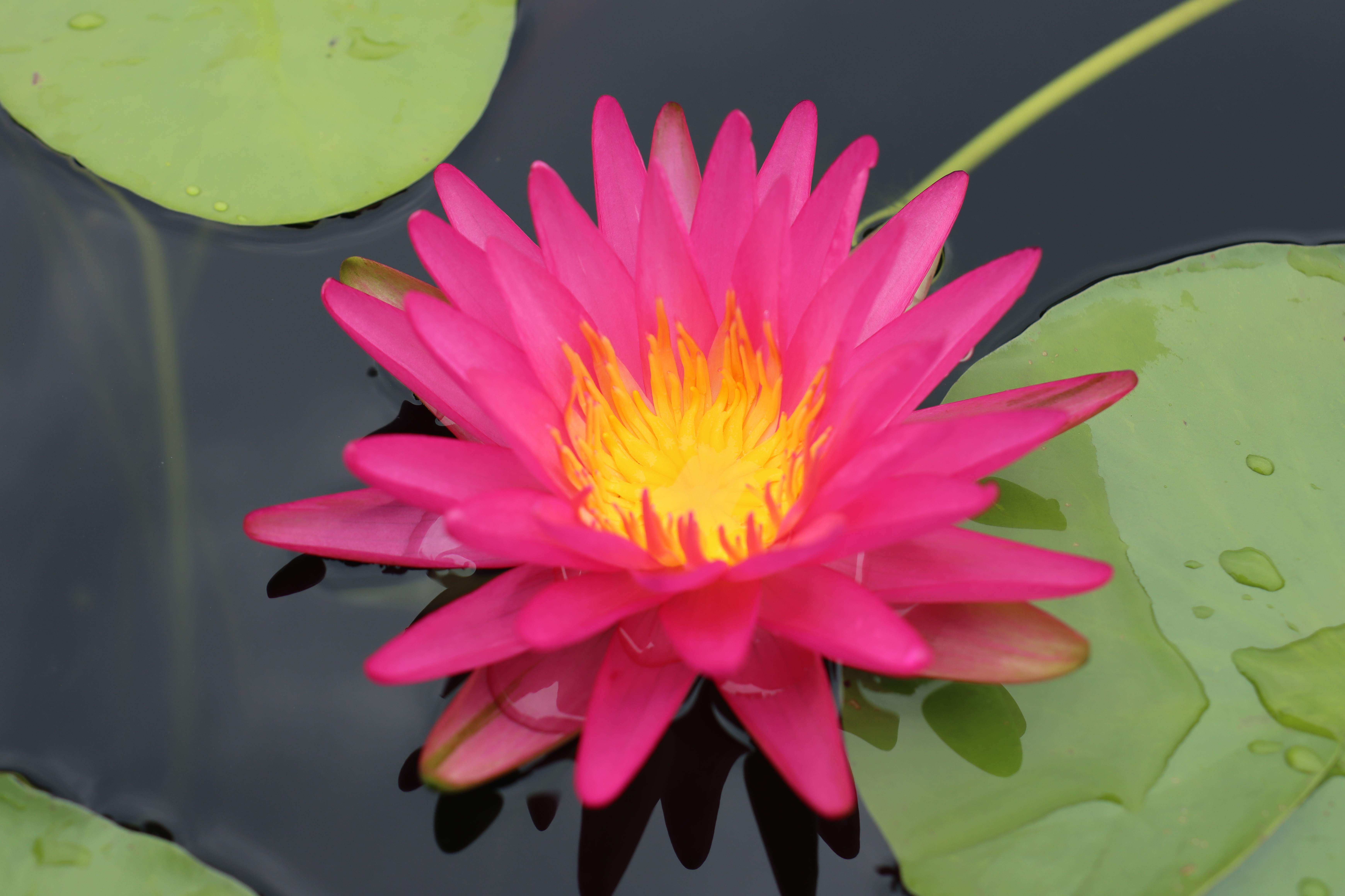 Nymphaea Pink Silk