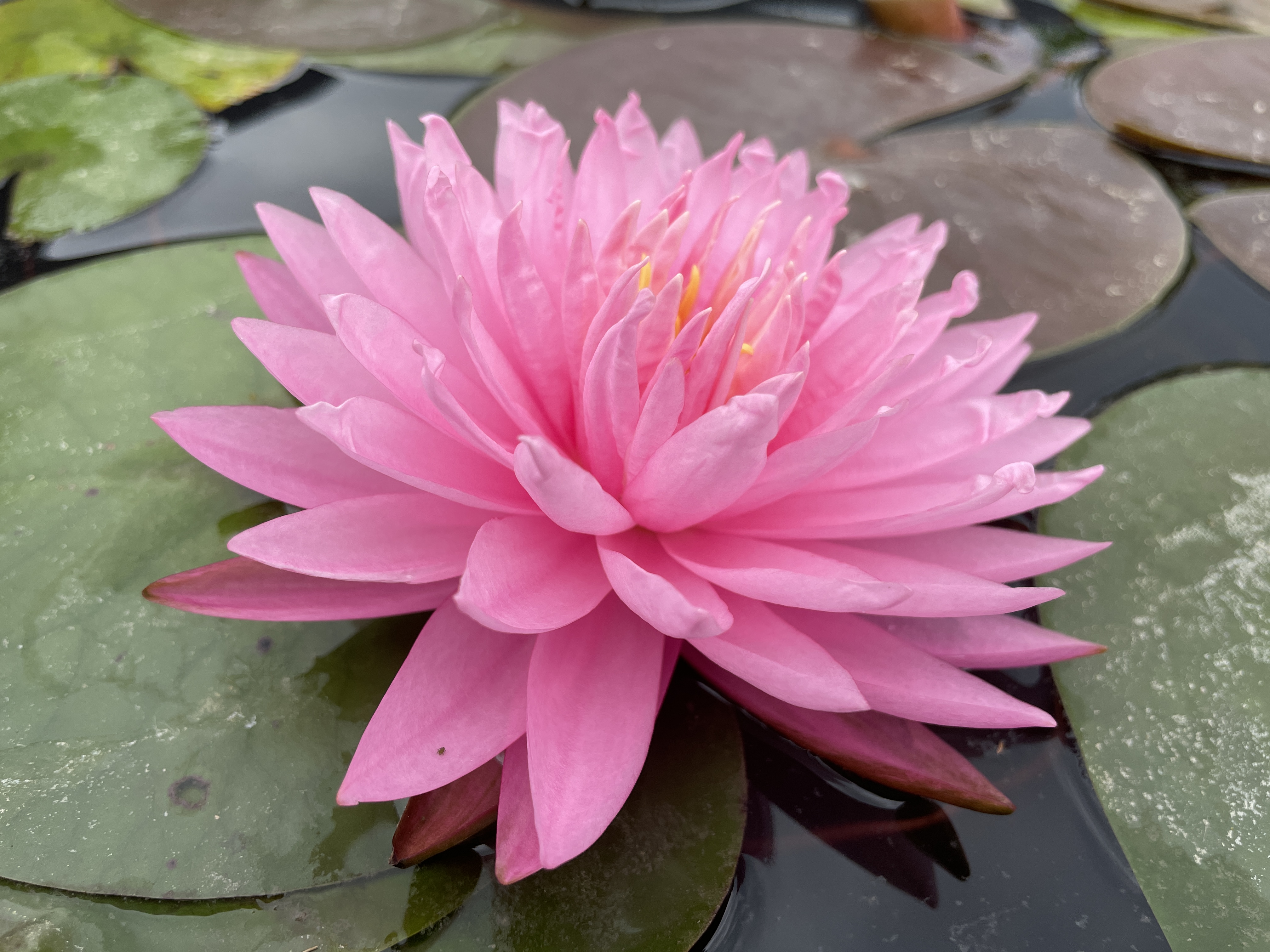 Nymphaea Brigitte Scheffler