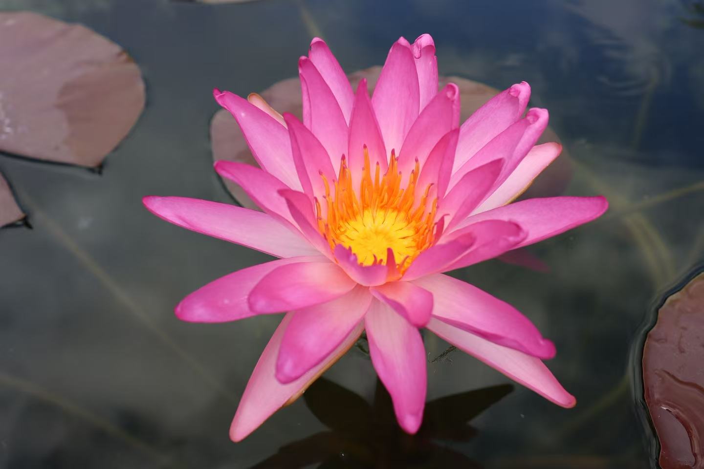 Nymphaea Tropic Star