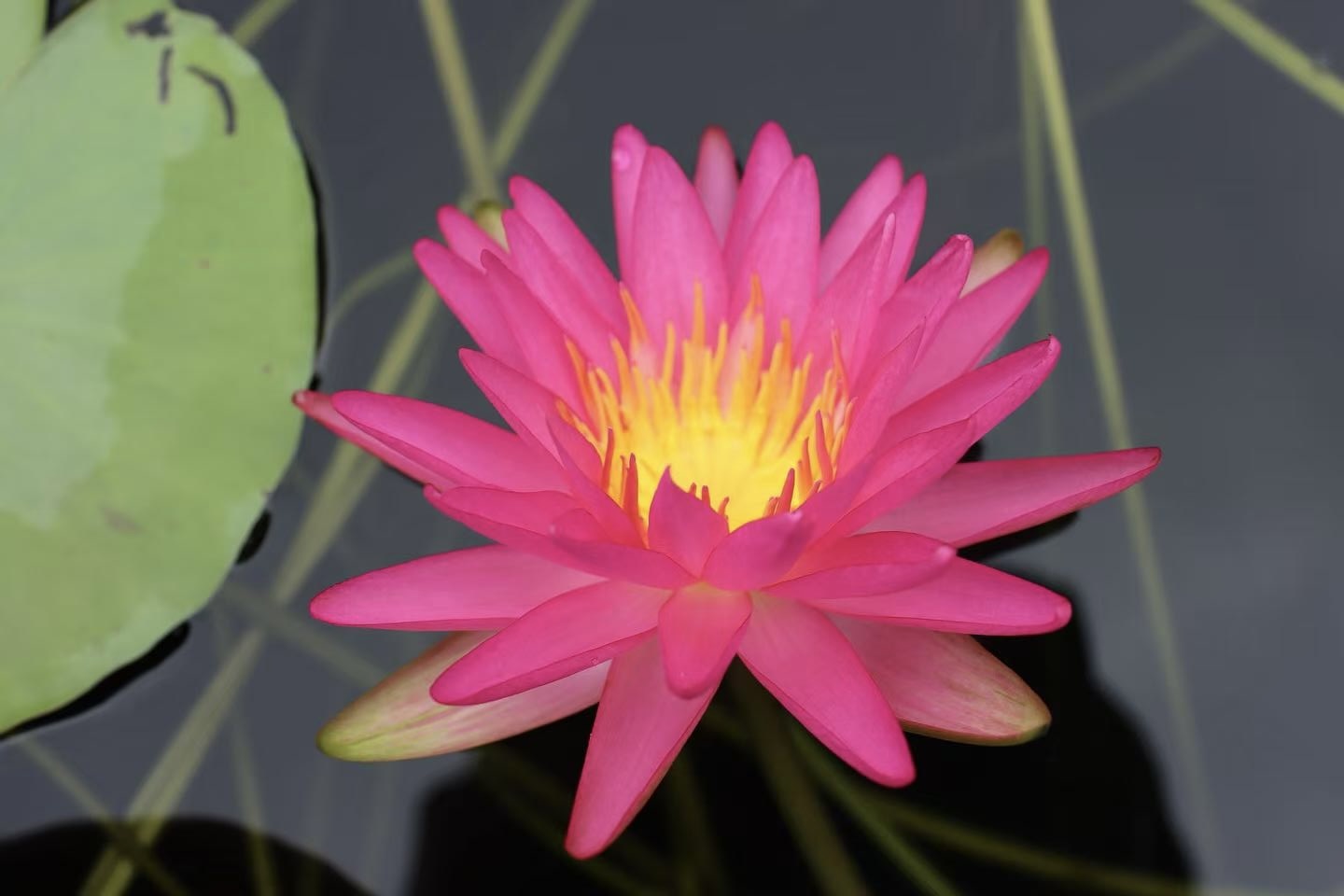 Nymphaea Pink Silk