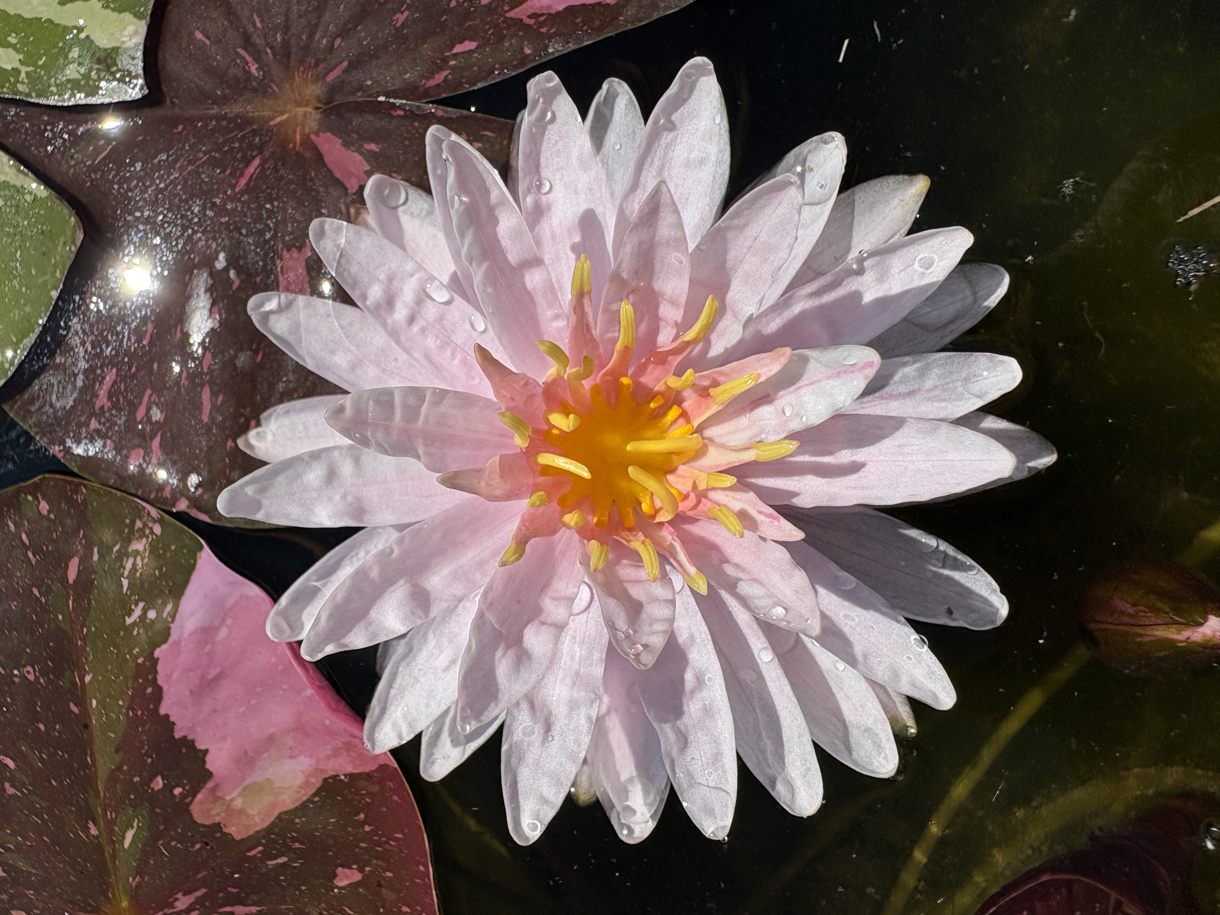 Nymphaea Painted Lady