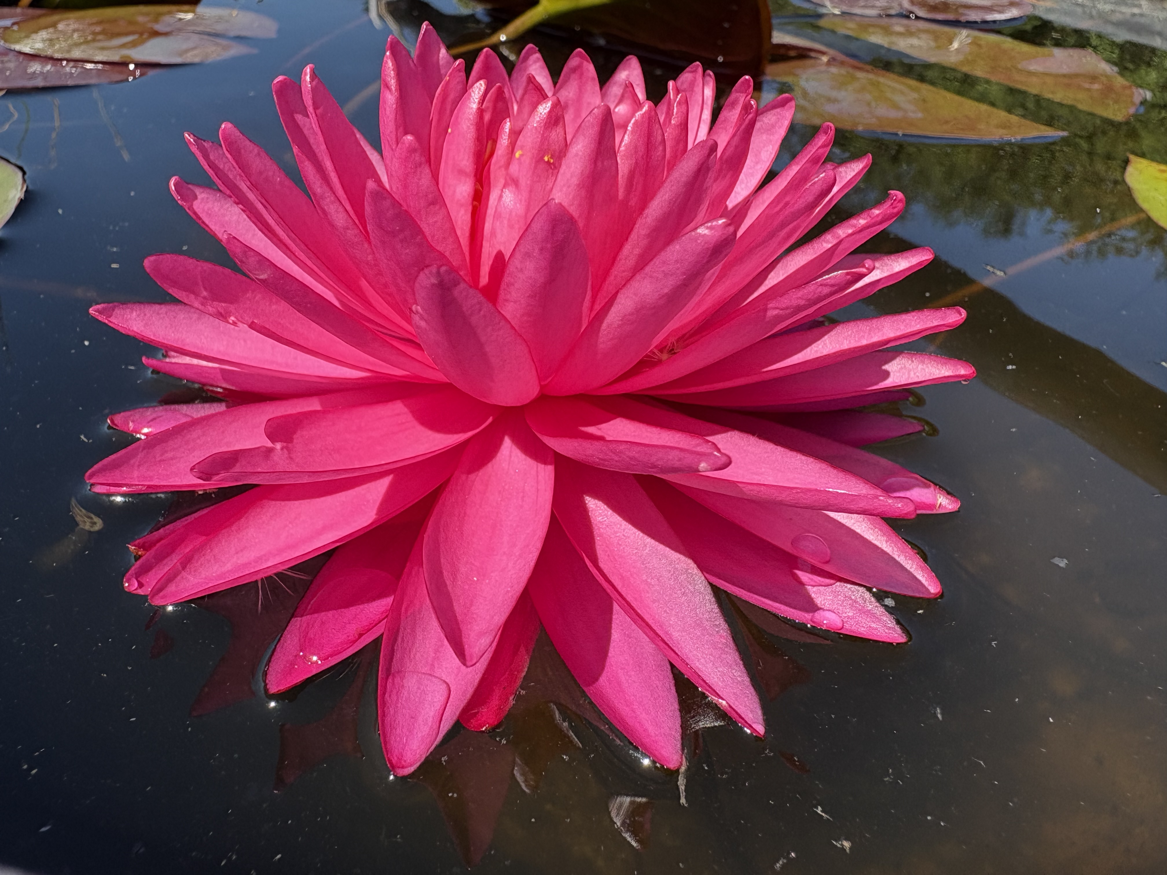 Nymphaea Neon Pom Pom