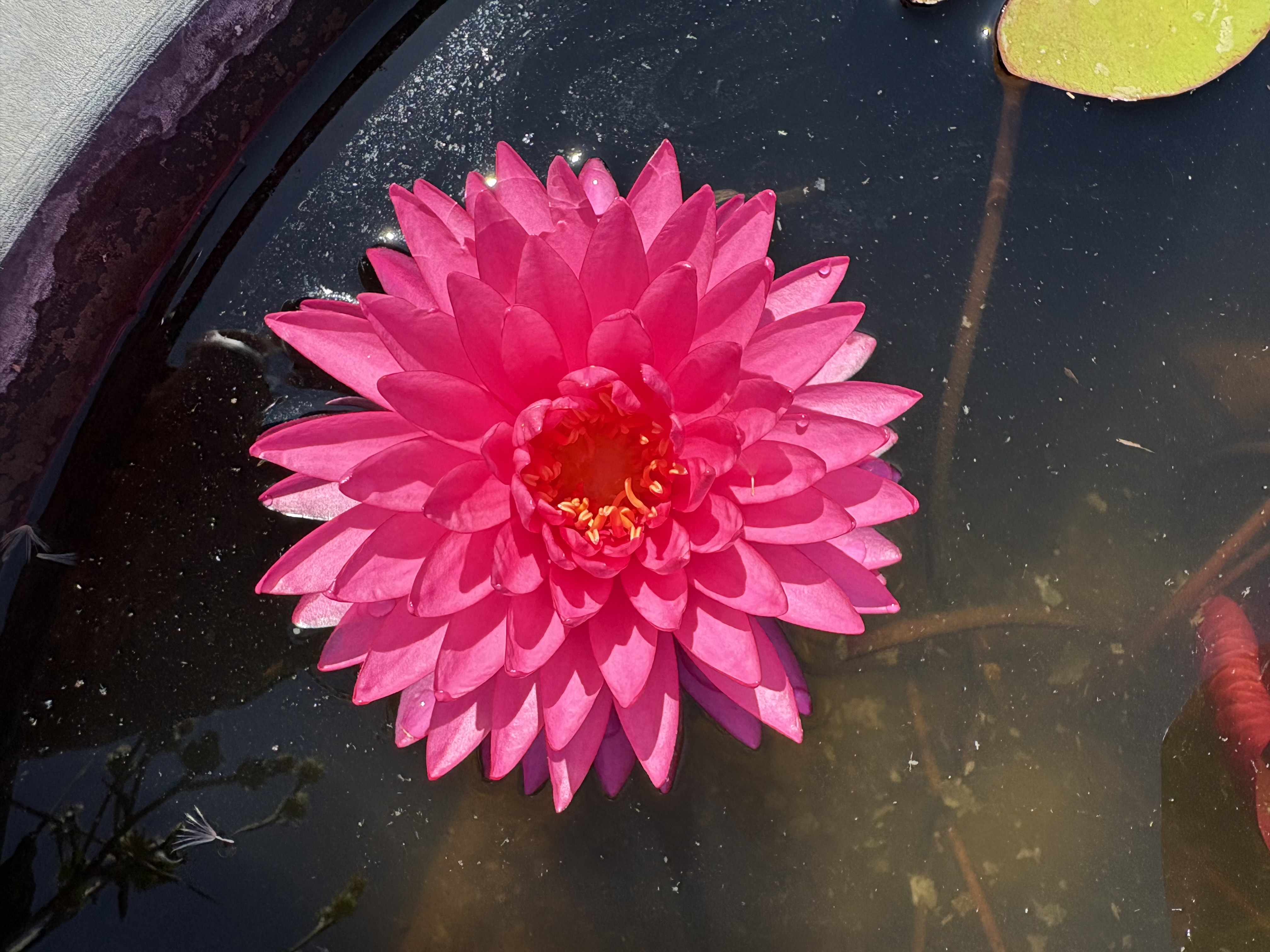 Nymphaea Neon Pom Pom