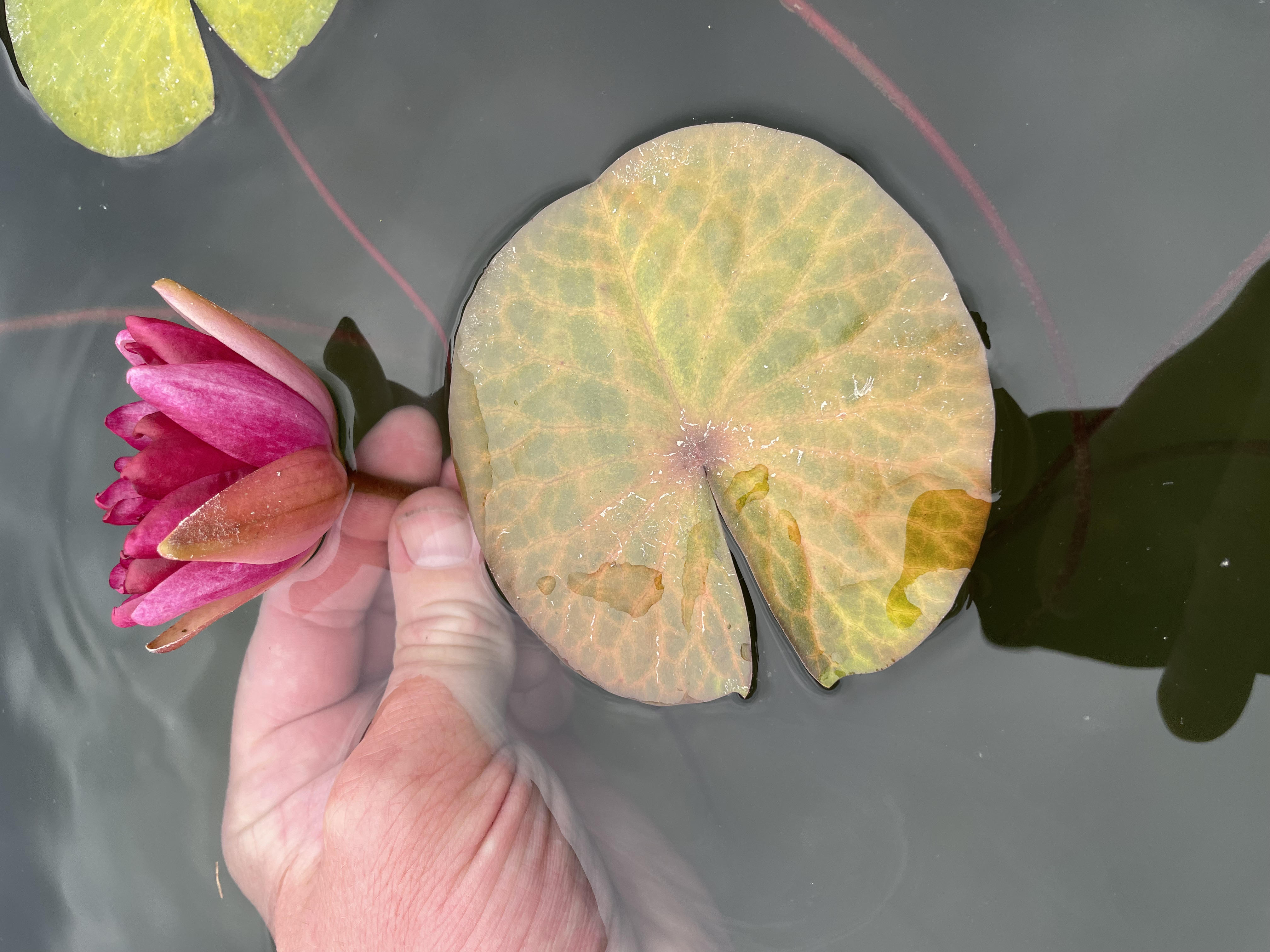 Nymphaea Red Watermelon