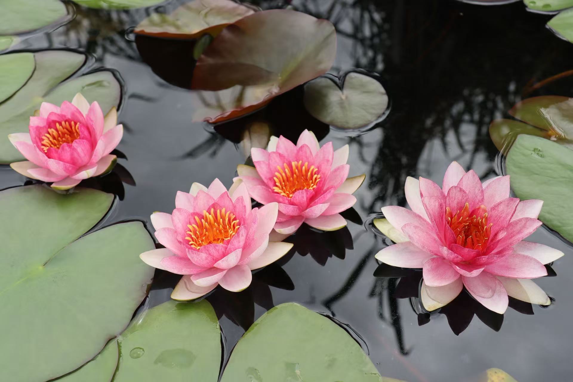 Nymphaea Fabiola