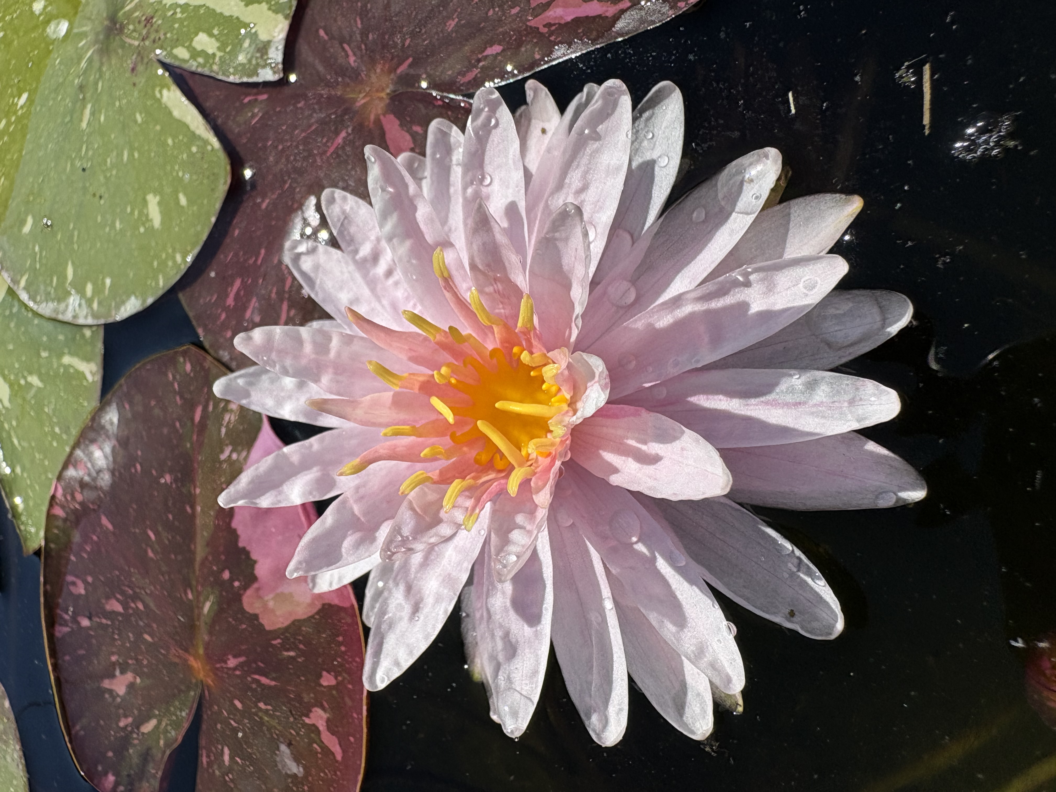 Nymphaea Painted Lady