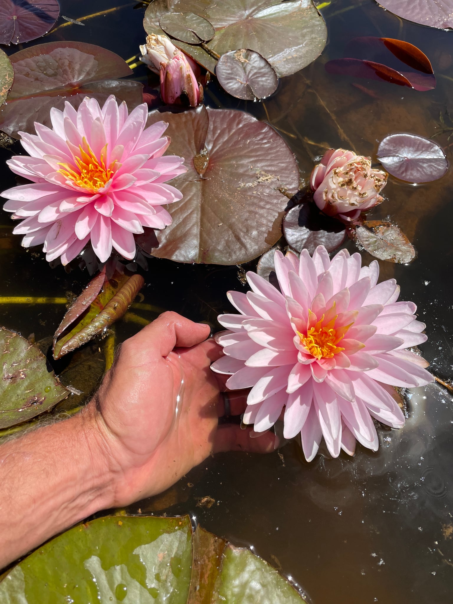 Nymphaea Adita