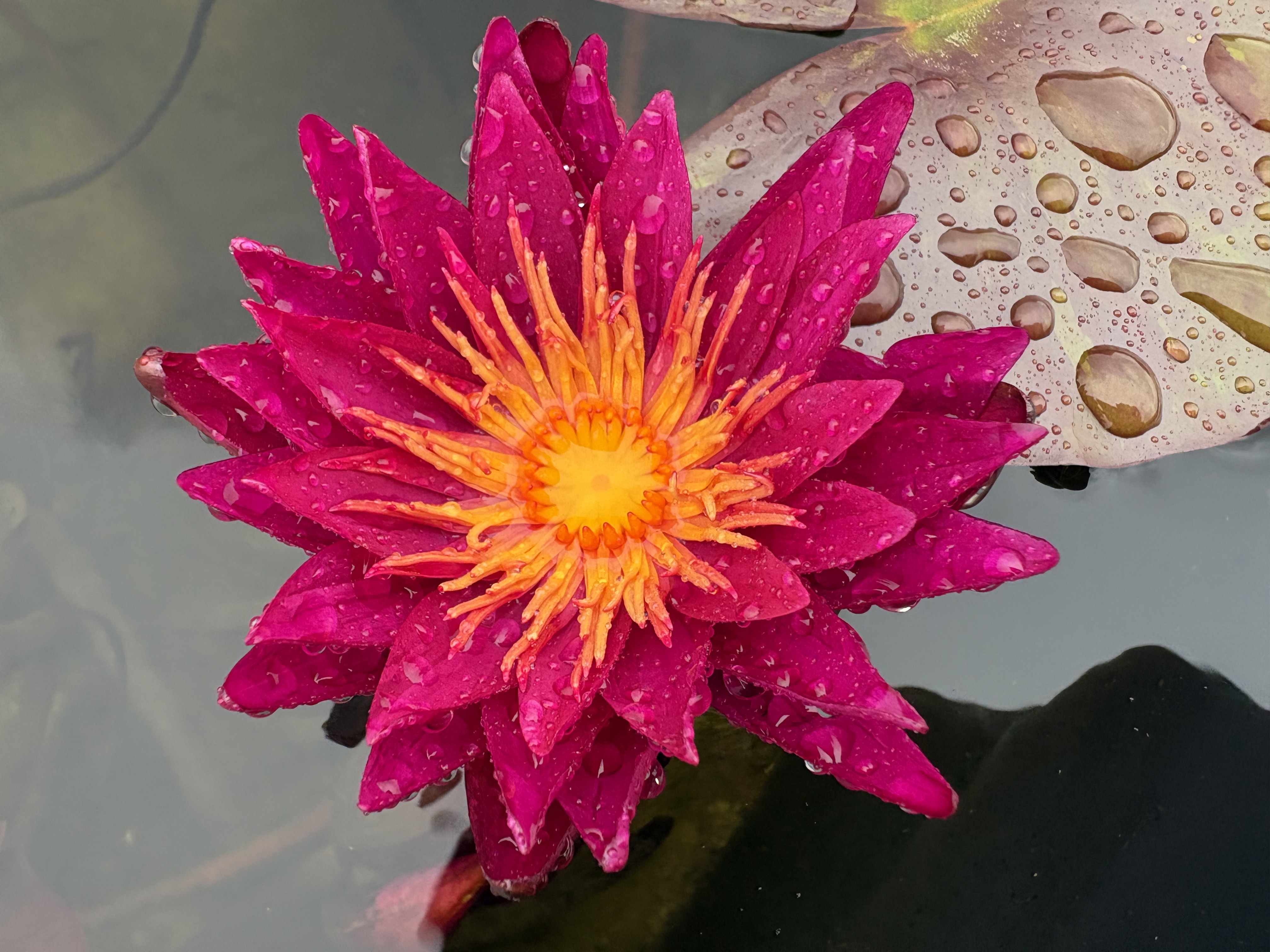 Nymphaea Purple Fantasy