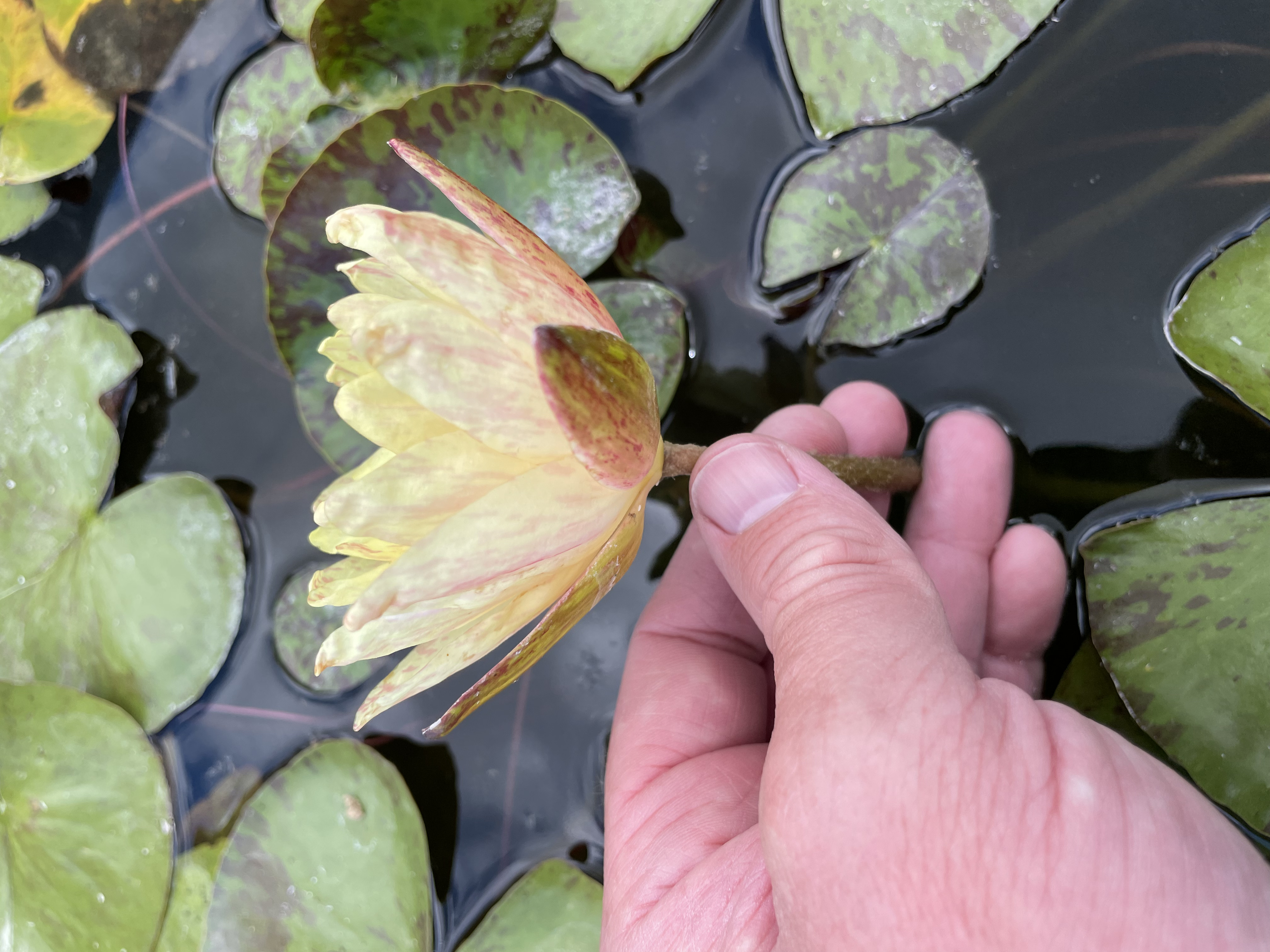 Nymphaea Siam Fantasy