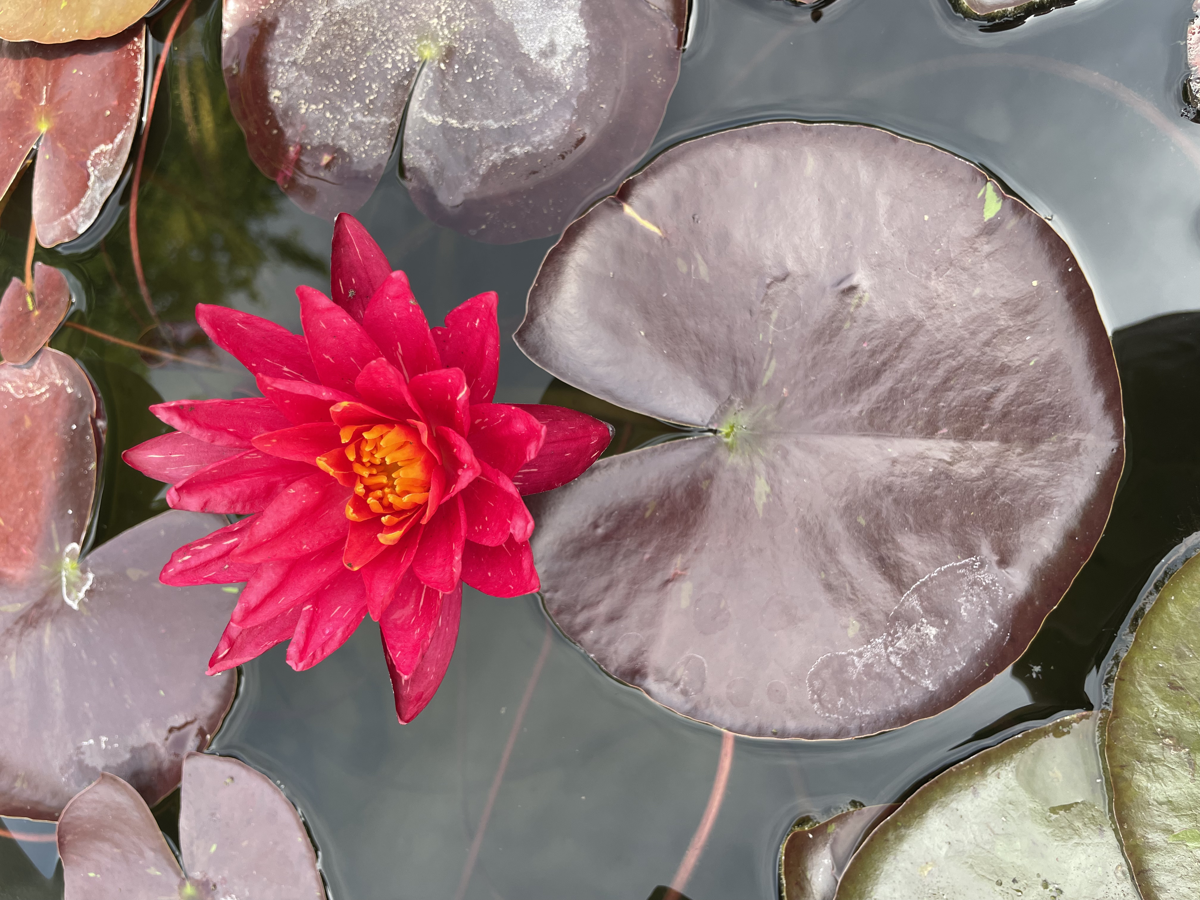 Nymphaea Red Revolution