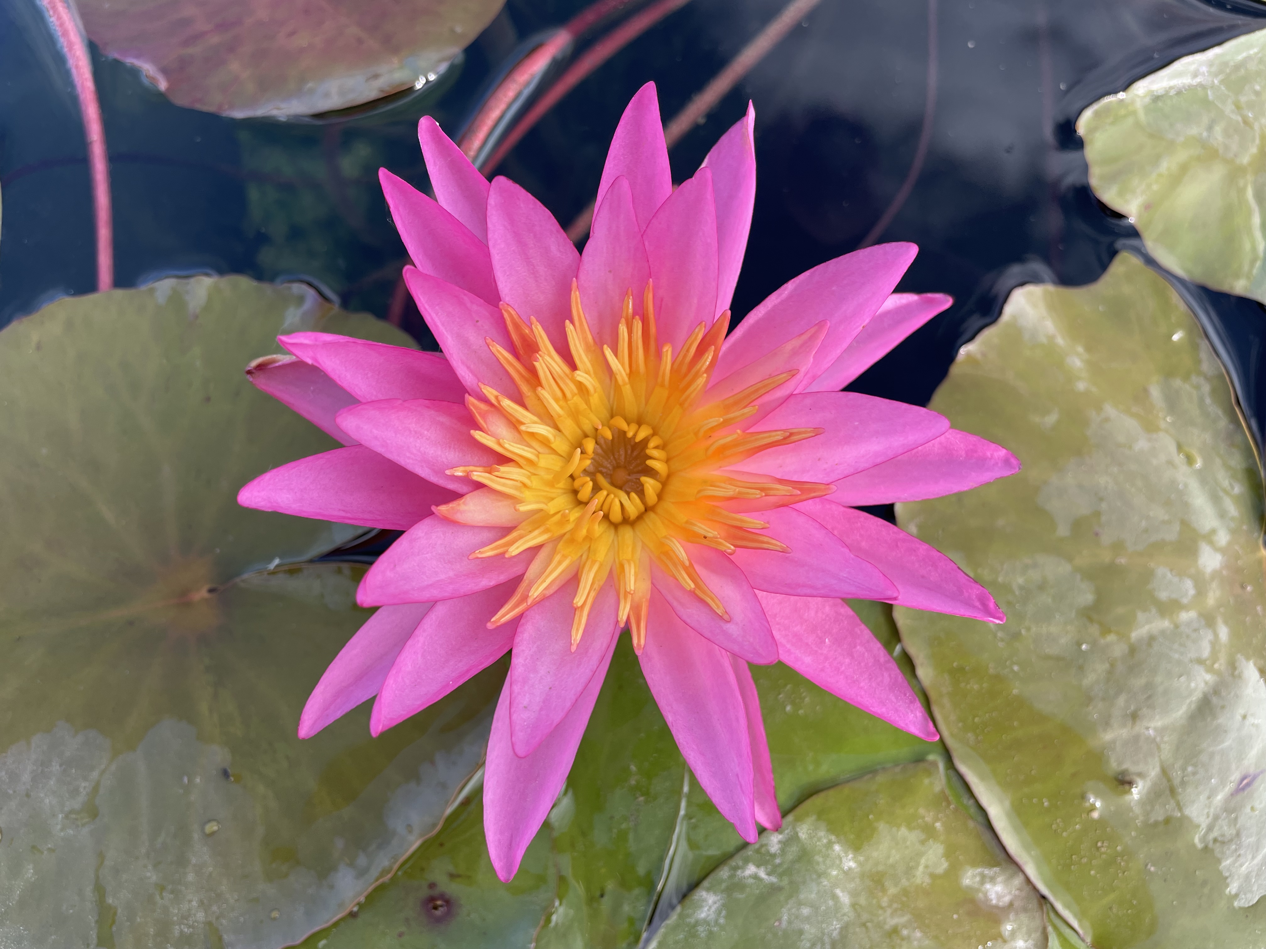 Nymphaea Antique Atmosphere