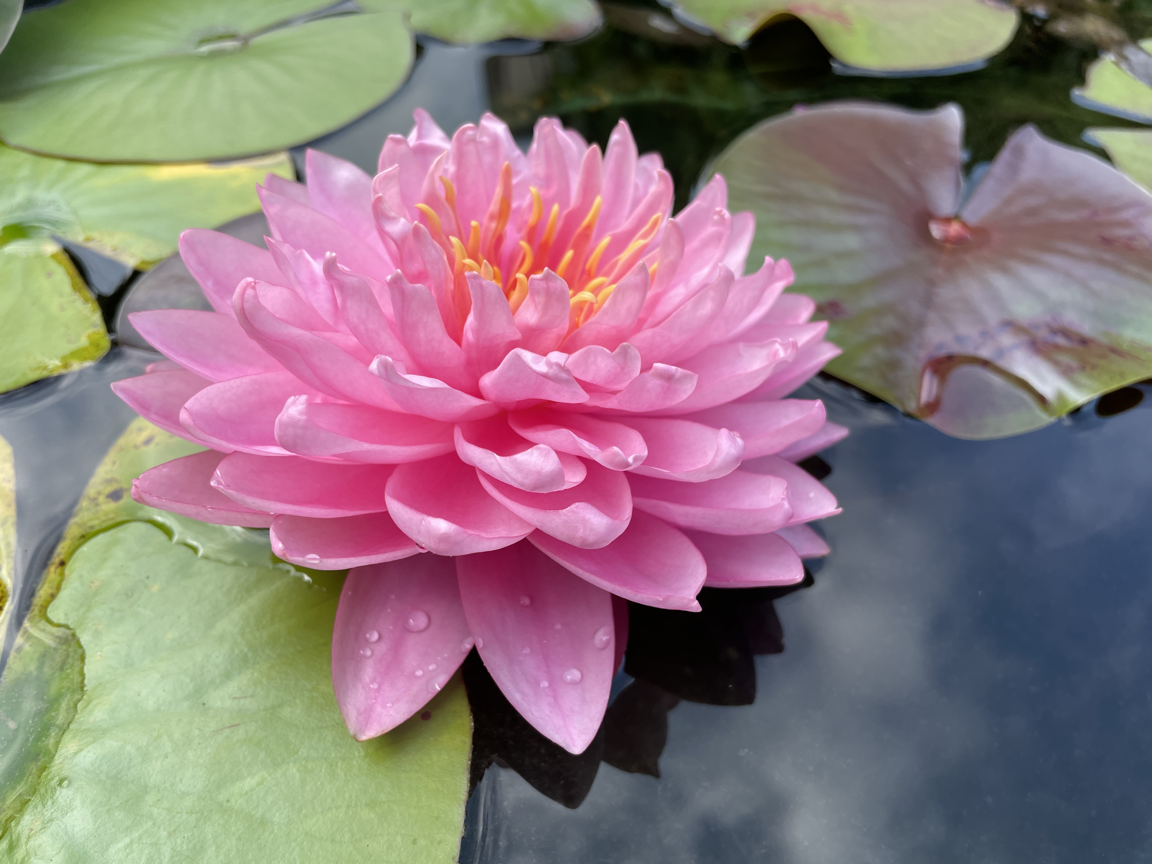 Nymphaea Gabriel's Delight