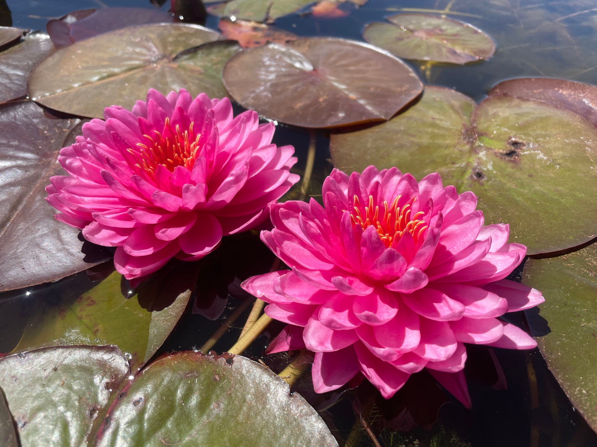 Nymphaea Flamingo Feathers