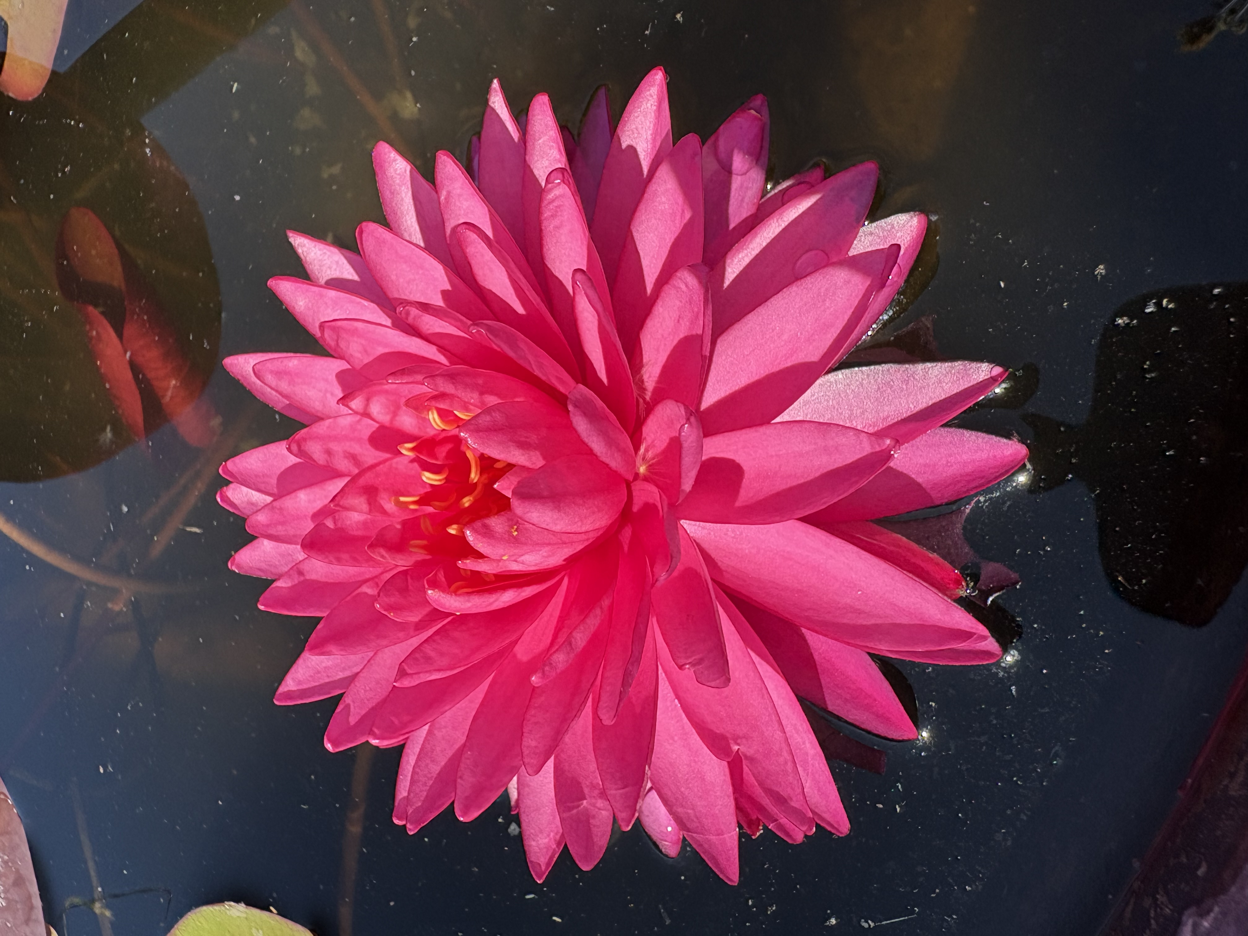 Nymphaea Neon Pom Pom