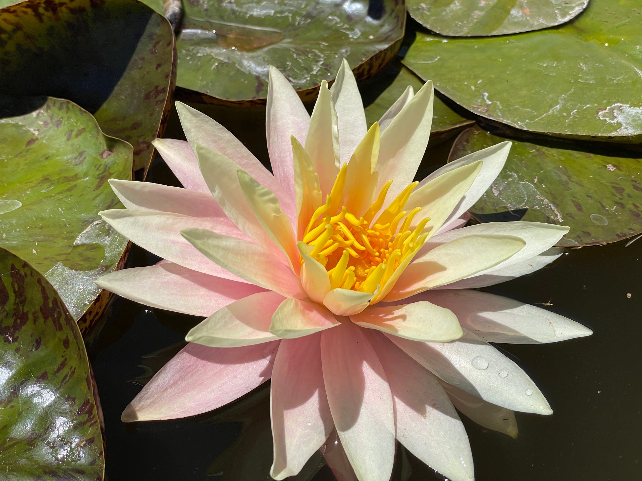 Nymphaea Fairy Skirt