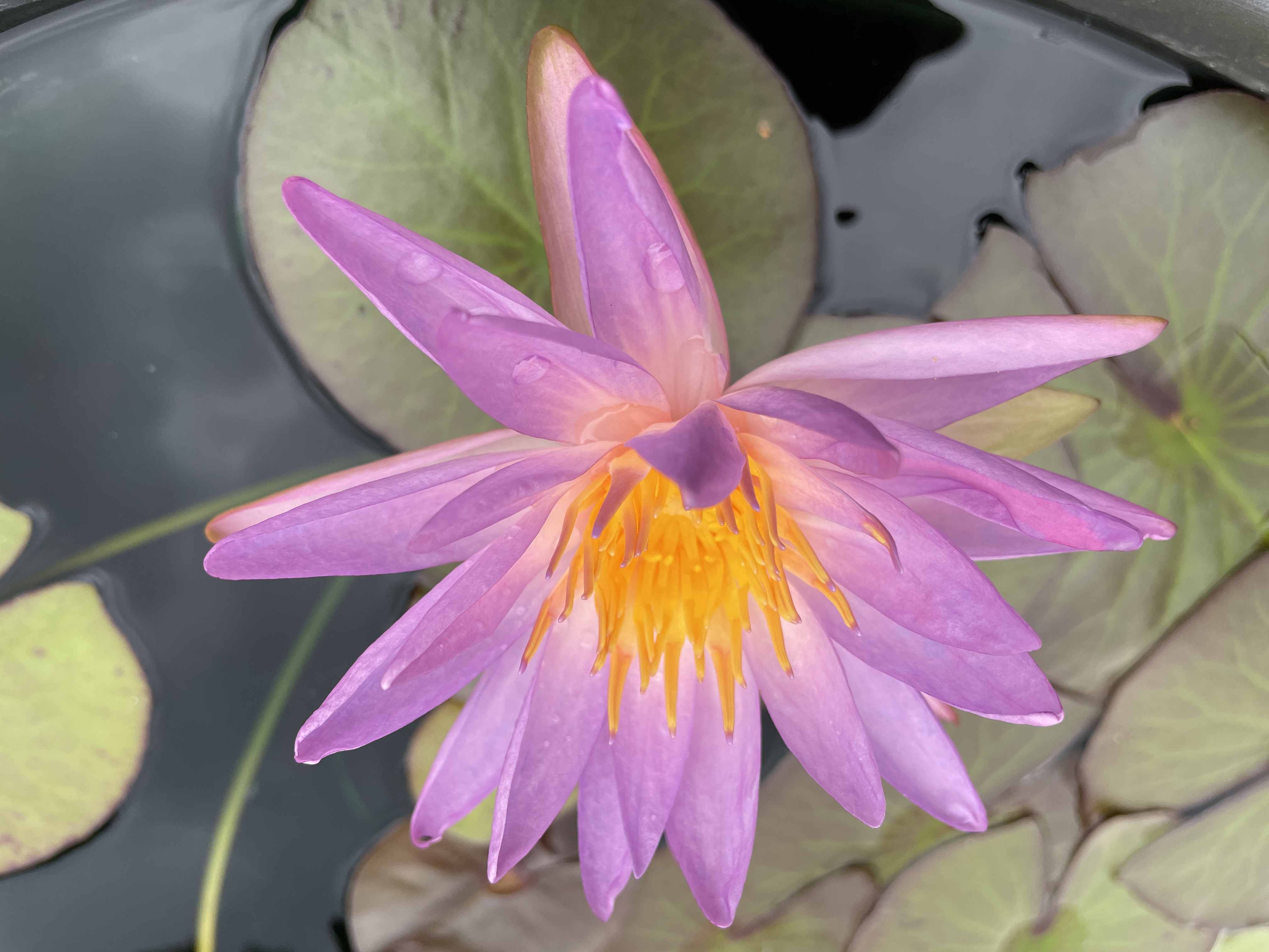 Nymphaea Purplelucent