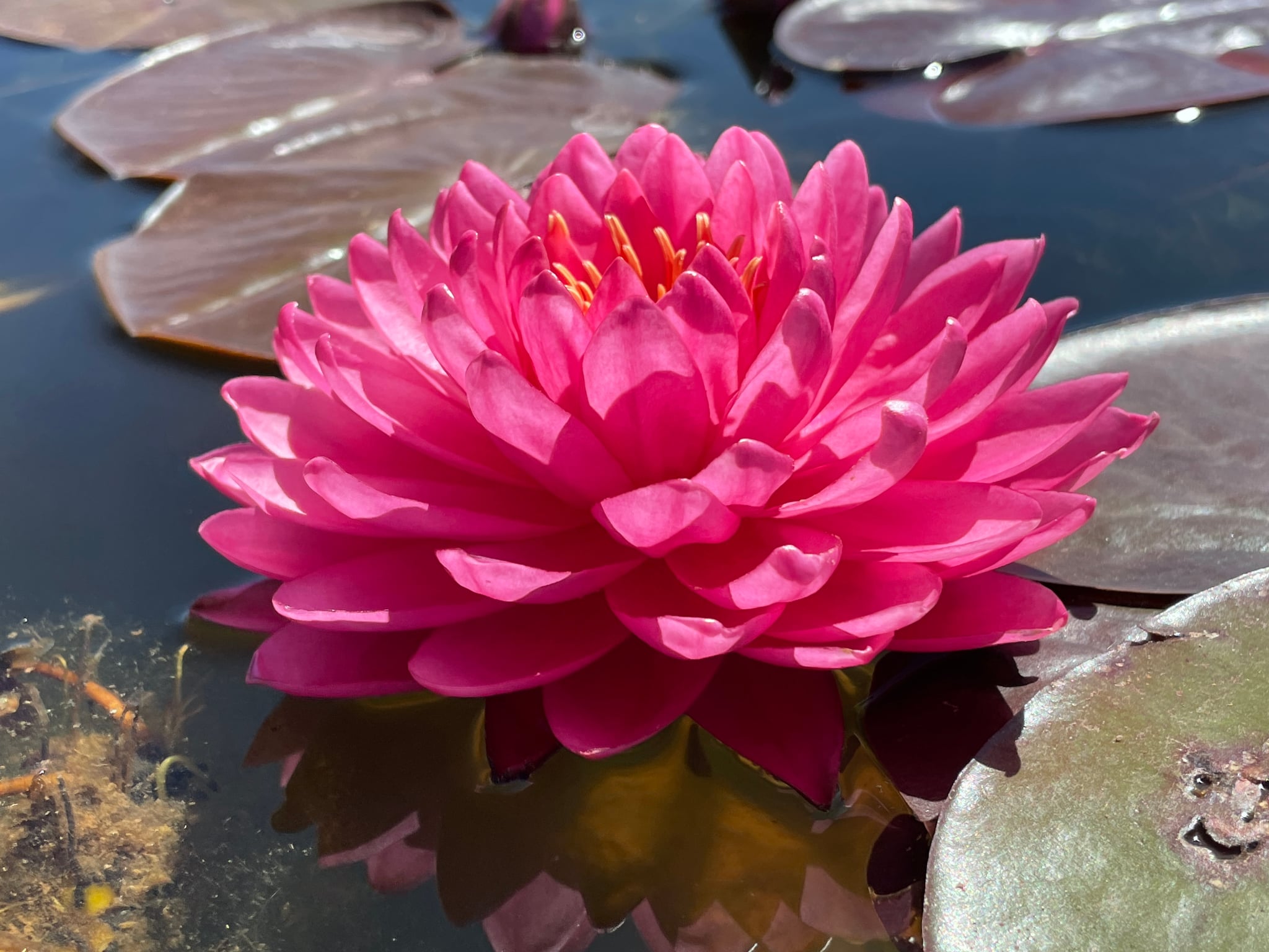 Nymphaea Flamingo Feathers