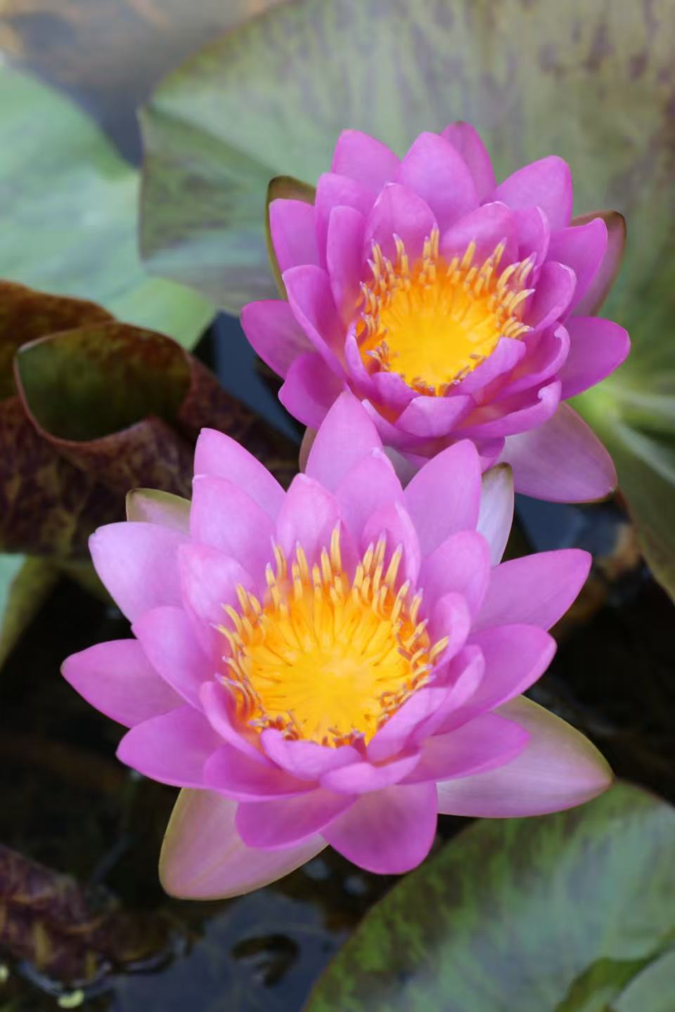 Nymphaea Siam Purple 2