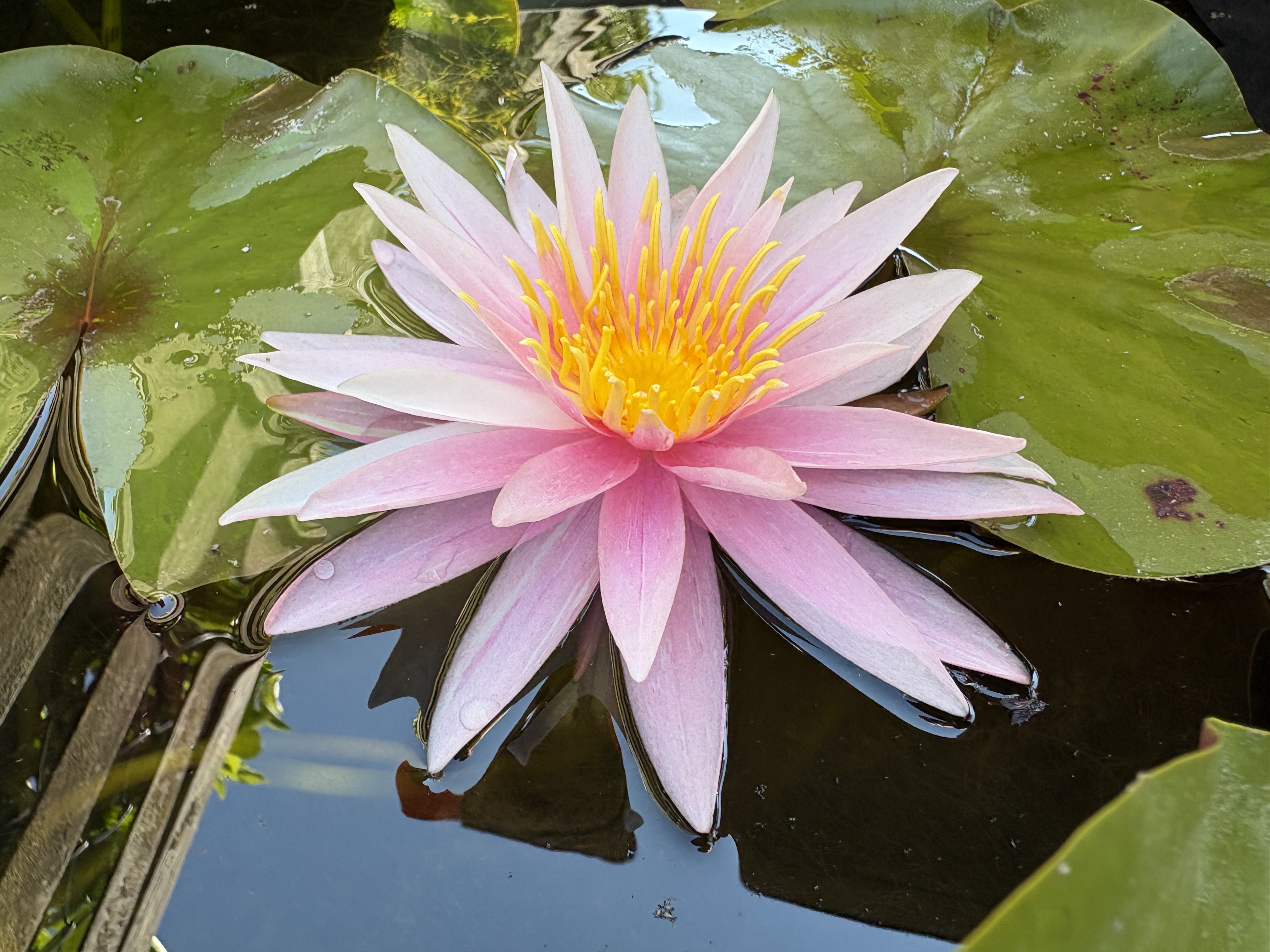 Nymphaea  Gabriel's Tausendschön
