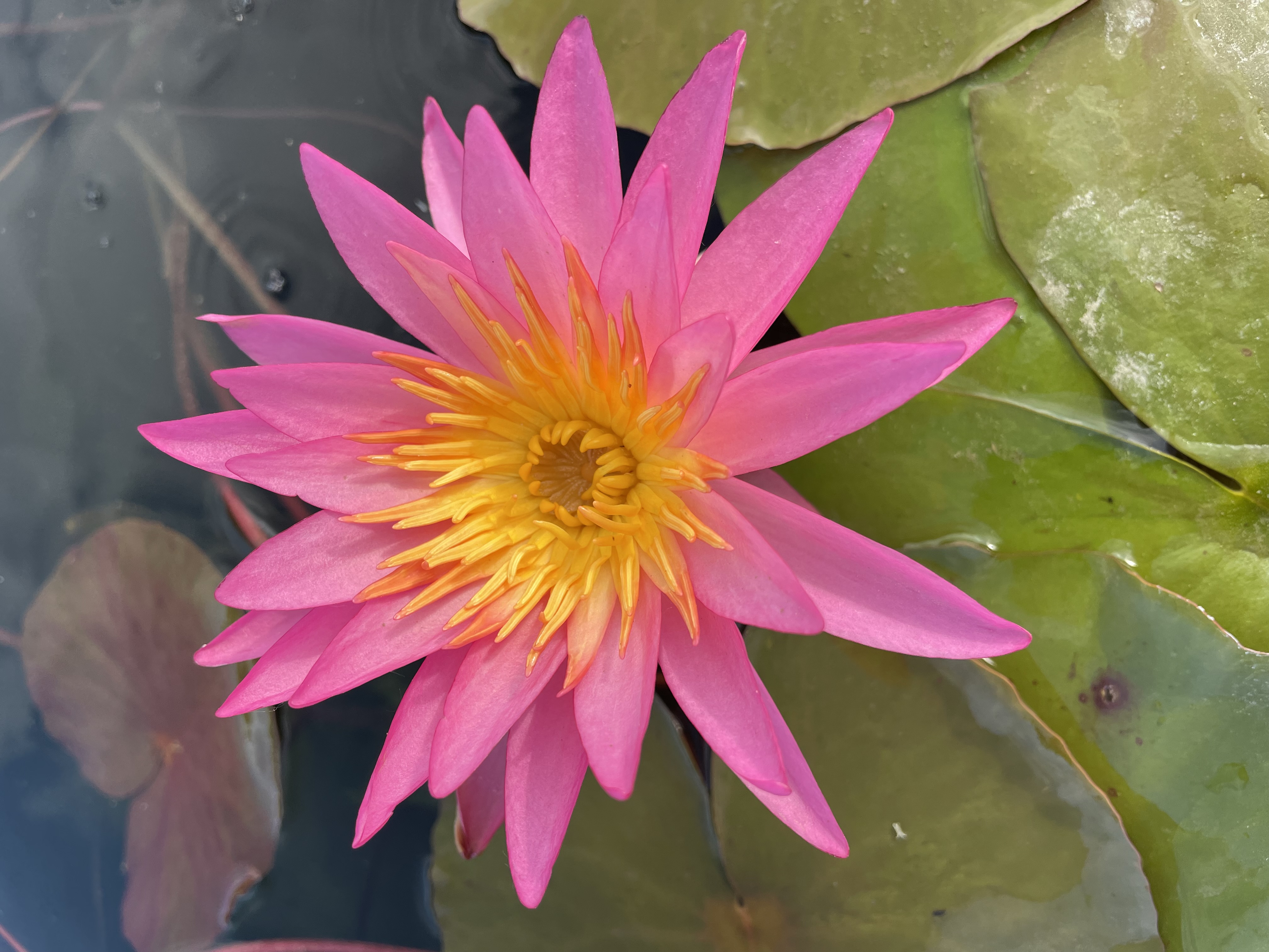 Nymphaea Antique Atmosphere