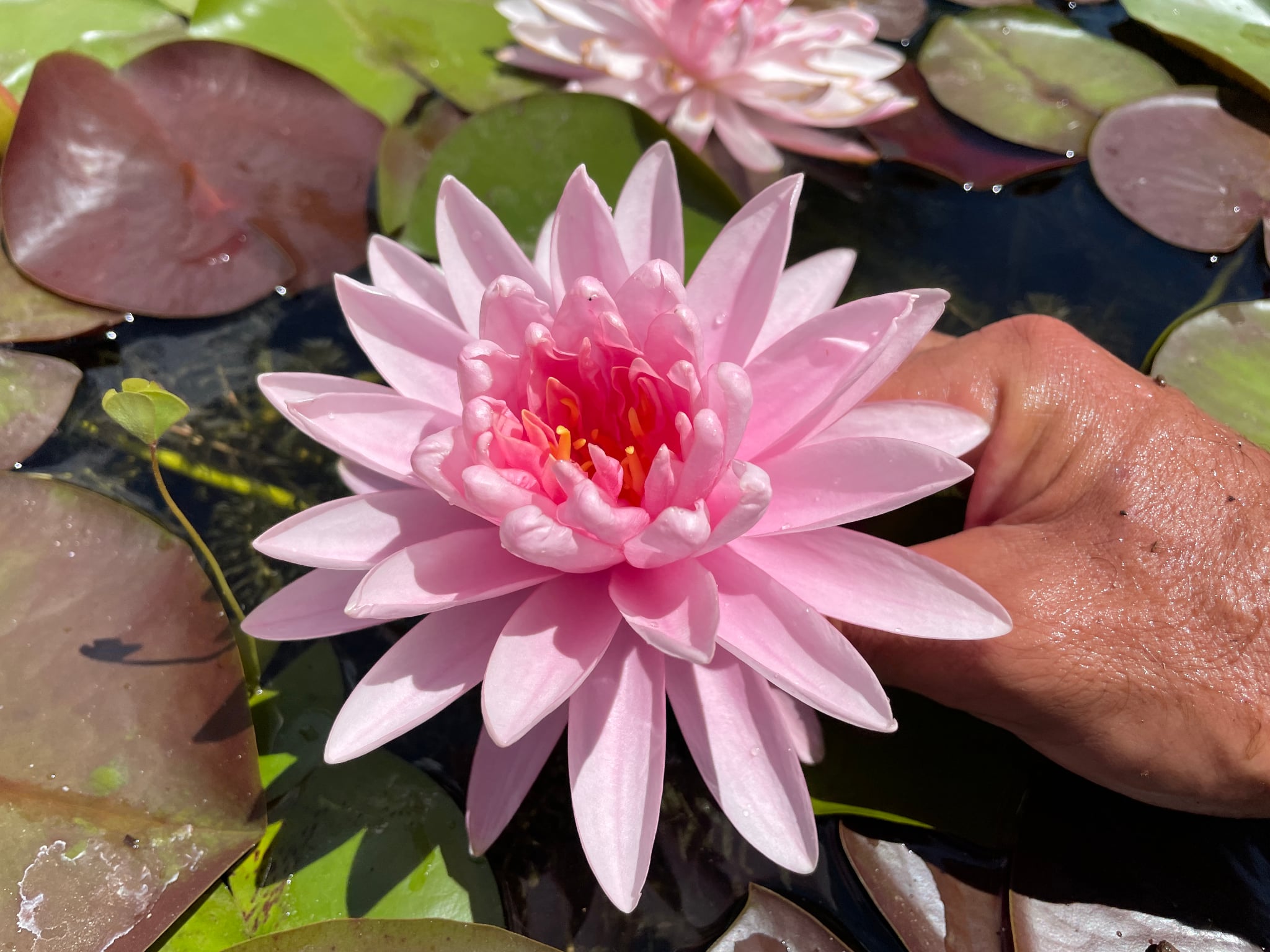 Nymphaea Adita