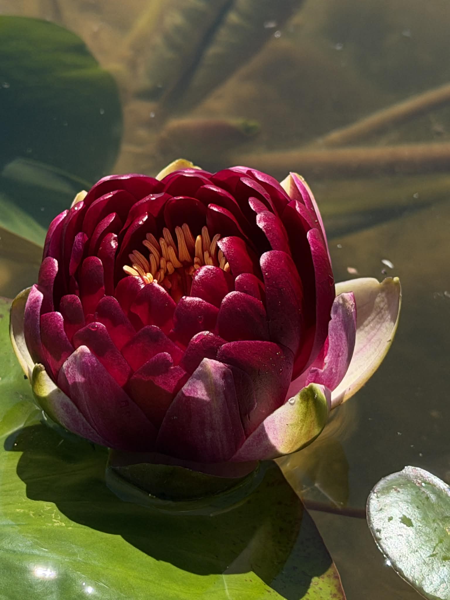Nymphaea Randy Ball