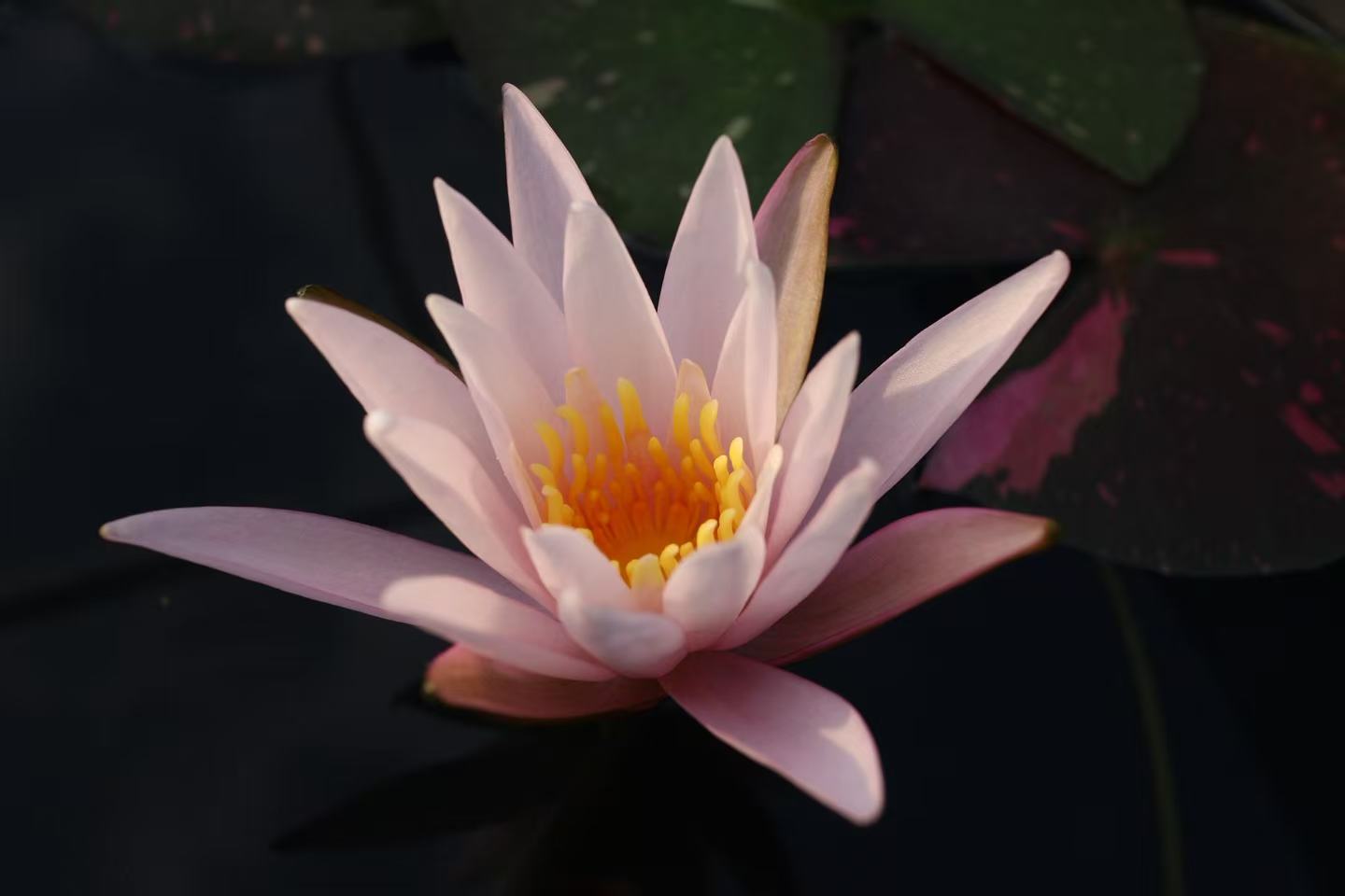 Nymphaea Arc en Ciel