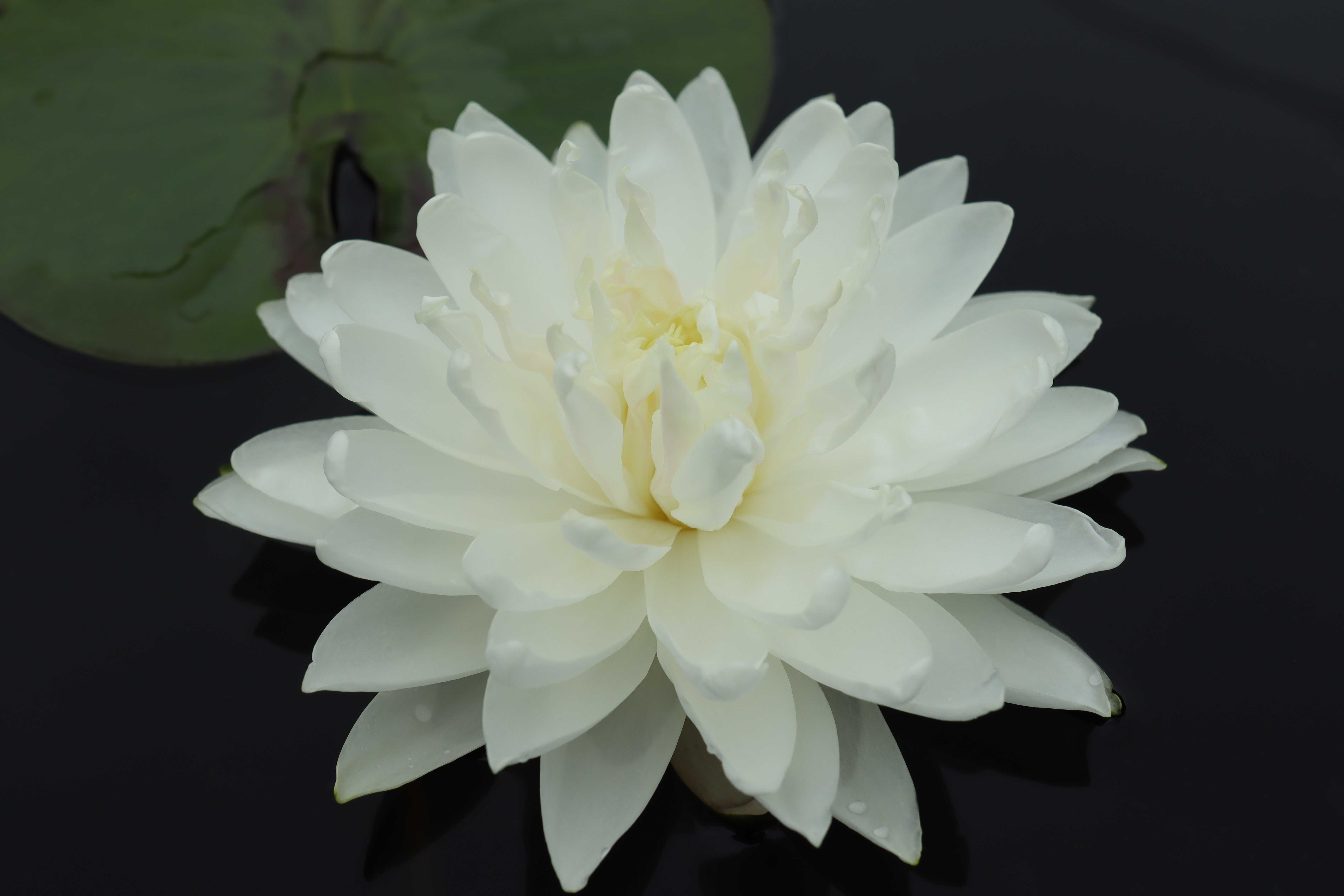 Nymphaea White 1000 Petals